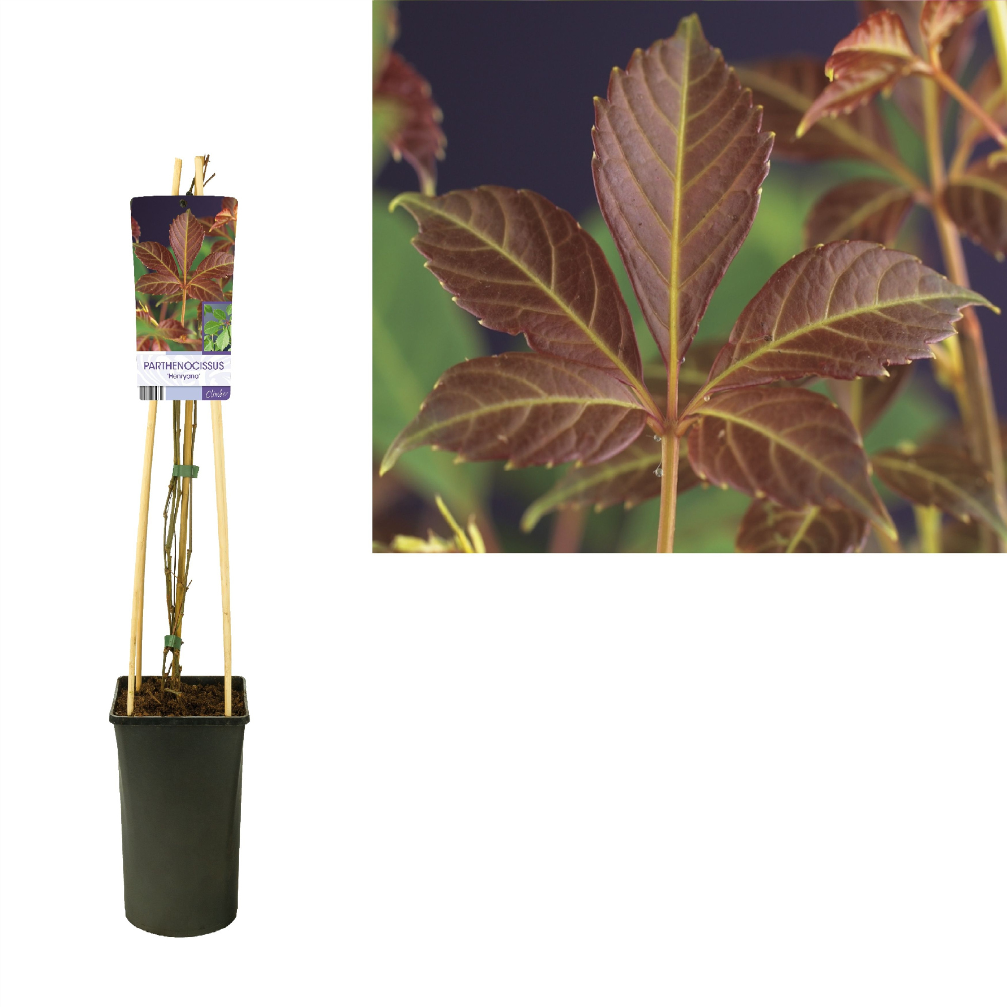 Parthenocissus 'Henryana' +light label, D 17 cm