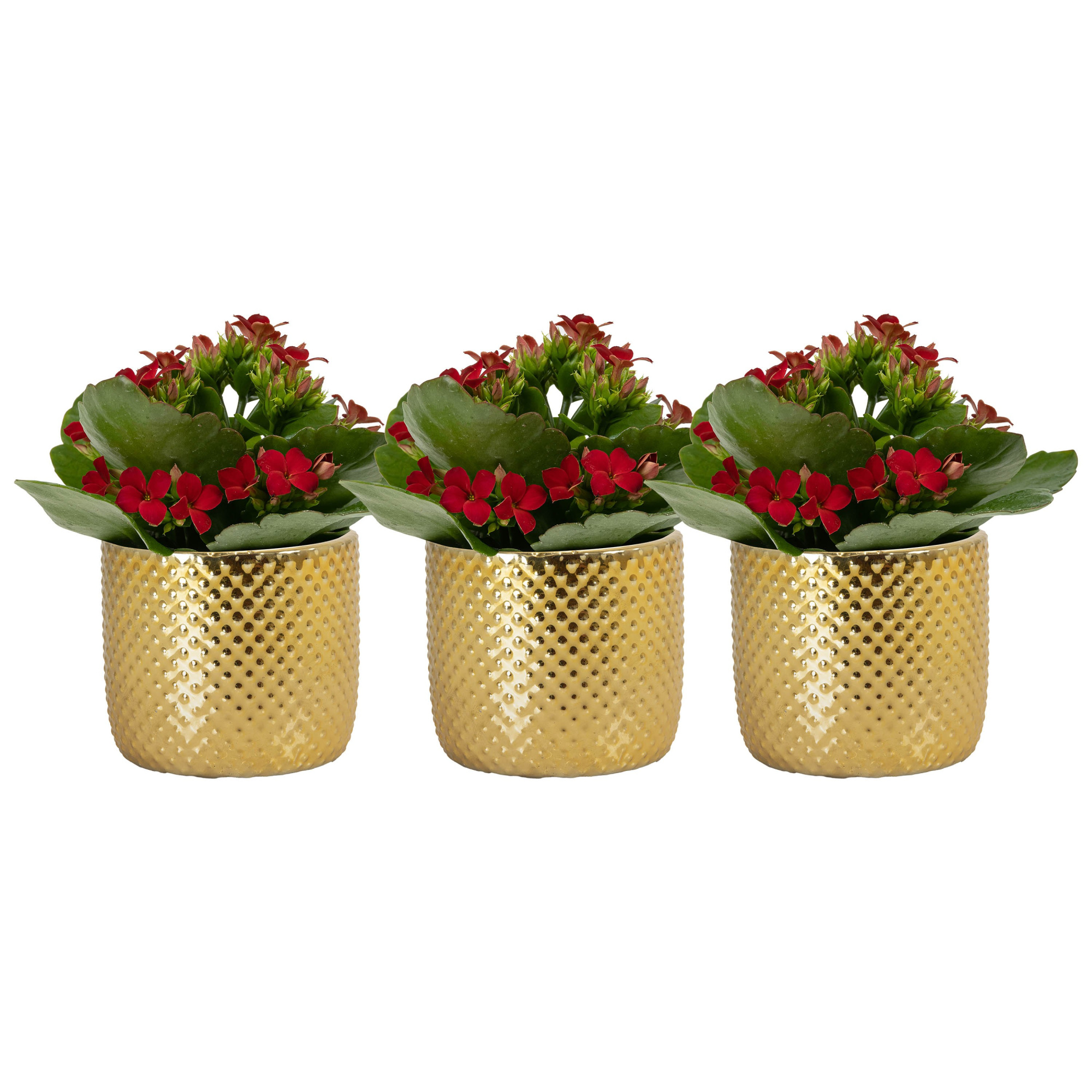 Darwin elec. Gold with Kalanchoe, D 6