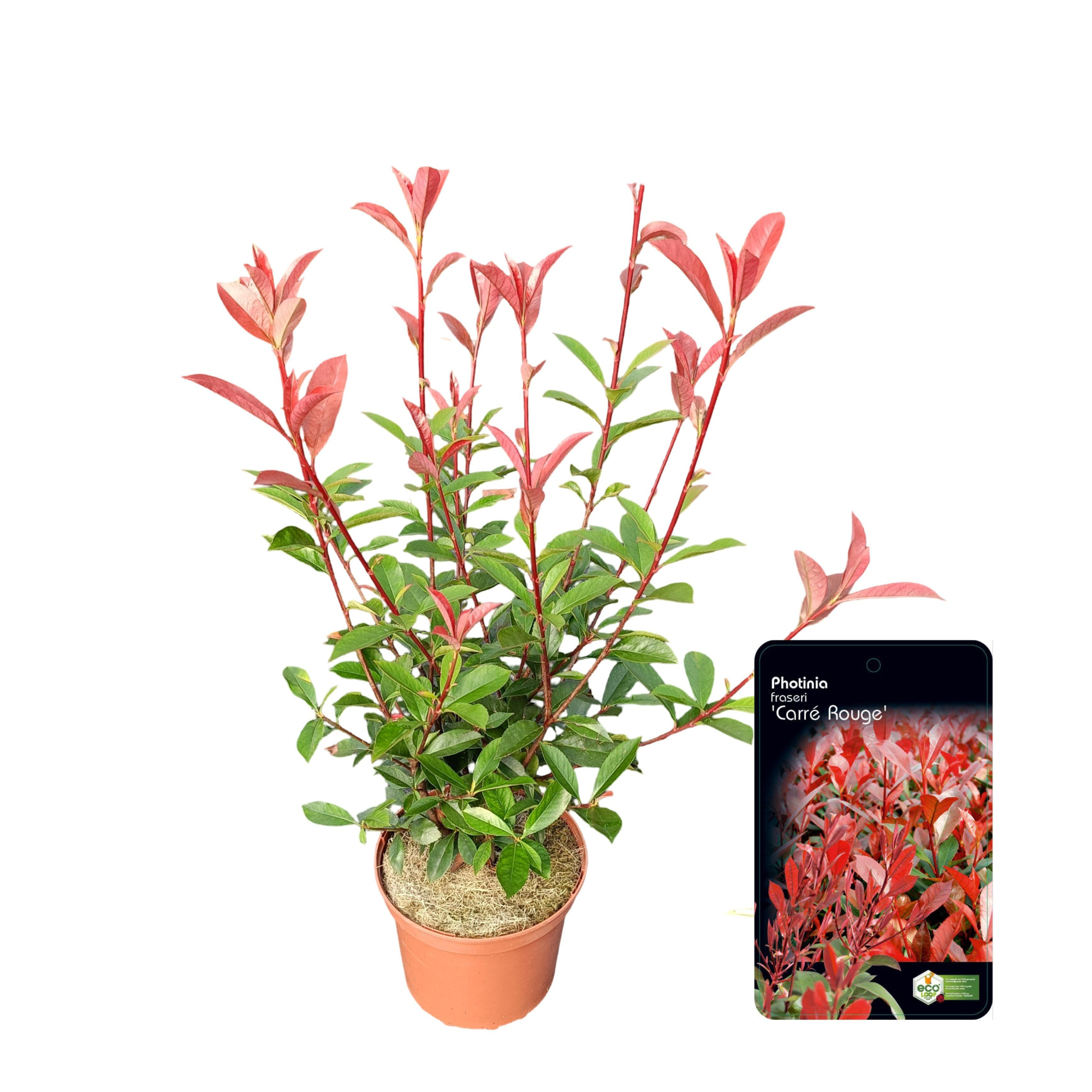 Photinia fraseri 'Carré Rouge' C2.5, D 18 cm