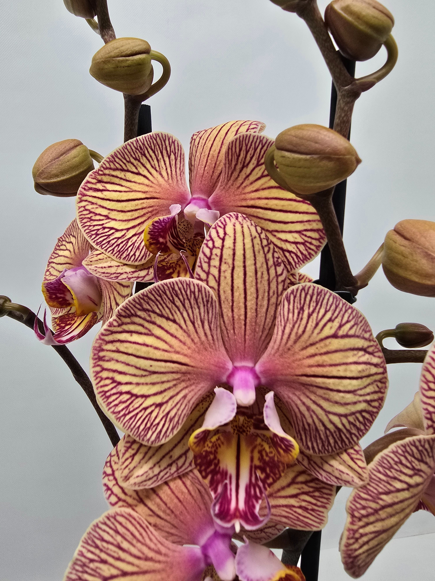 Limited 03 week 43, D 12 cm