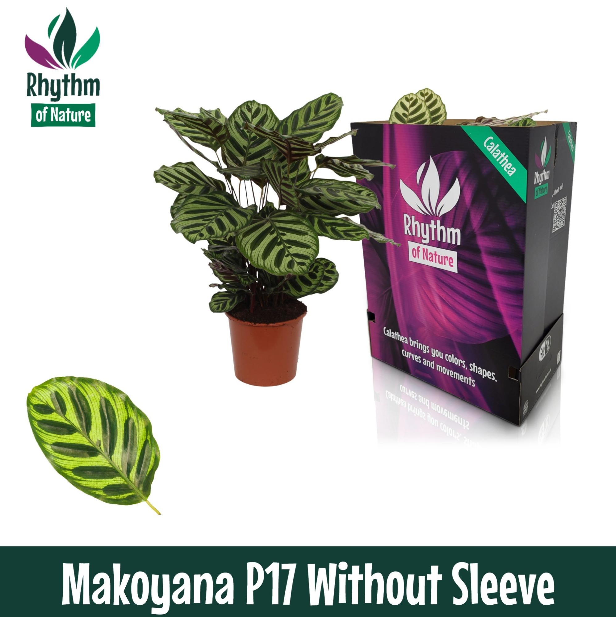 Calathea 17cm Makoyana Rhythm of Nature zonder hoes, D 17 cm