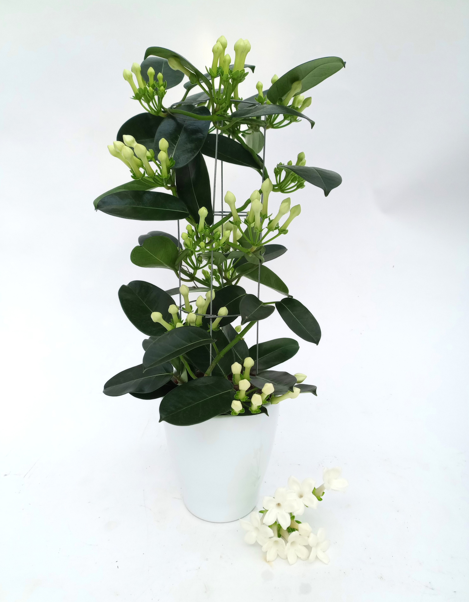 Steph. Luxe Tower 6-9 tros Ker.Tulp, D 12