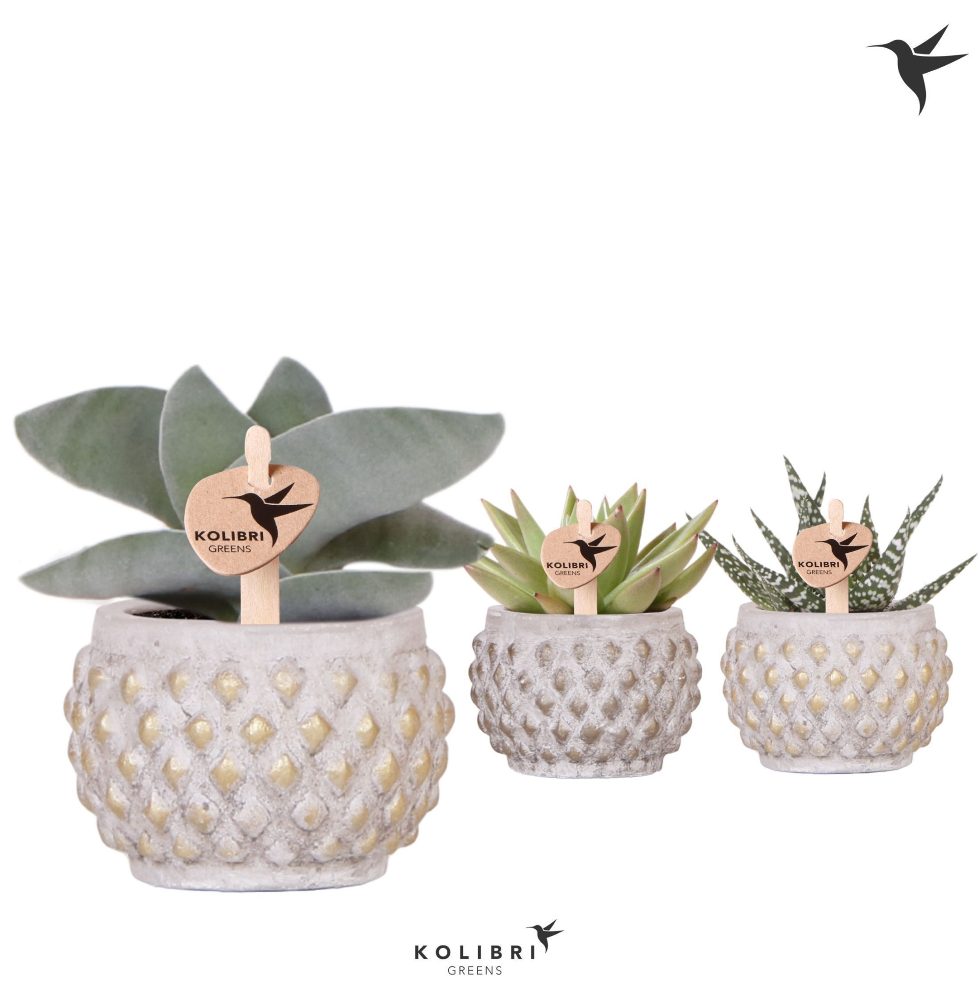 Kolibri Greens Succulenten mix in Marrakesh pot gold copper mix, D 6