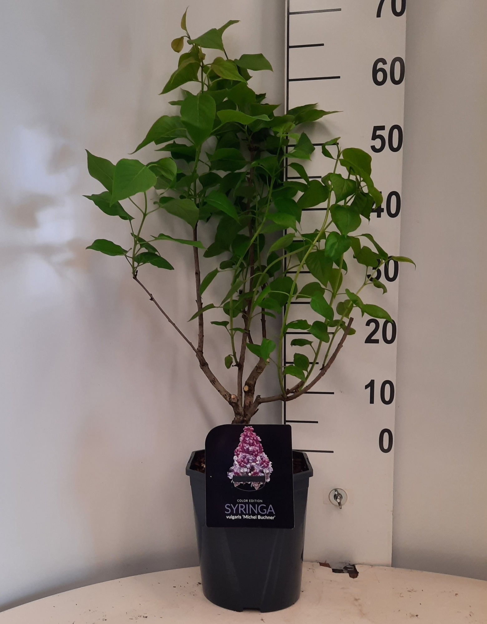 Syringa vulgaris Michel Buchner, D 21