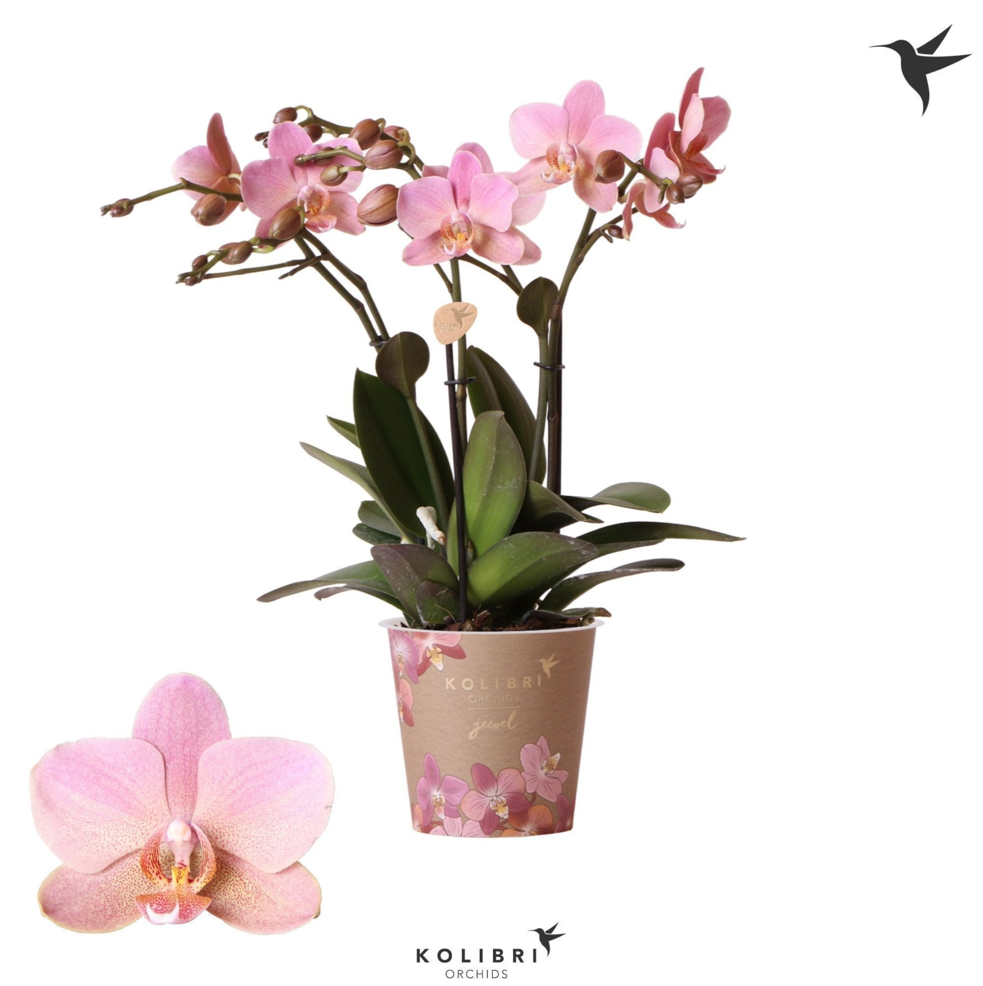 Kolibri Orchids Phalaenopsis Jewel Treviso 3 spike 12 cm, D 12 cm