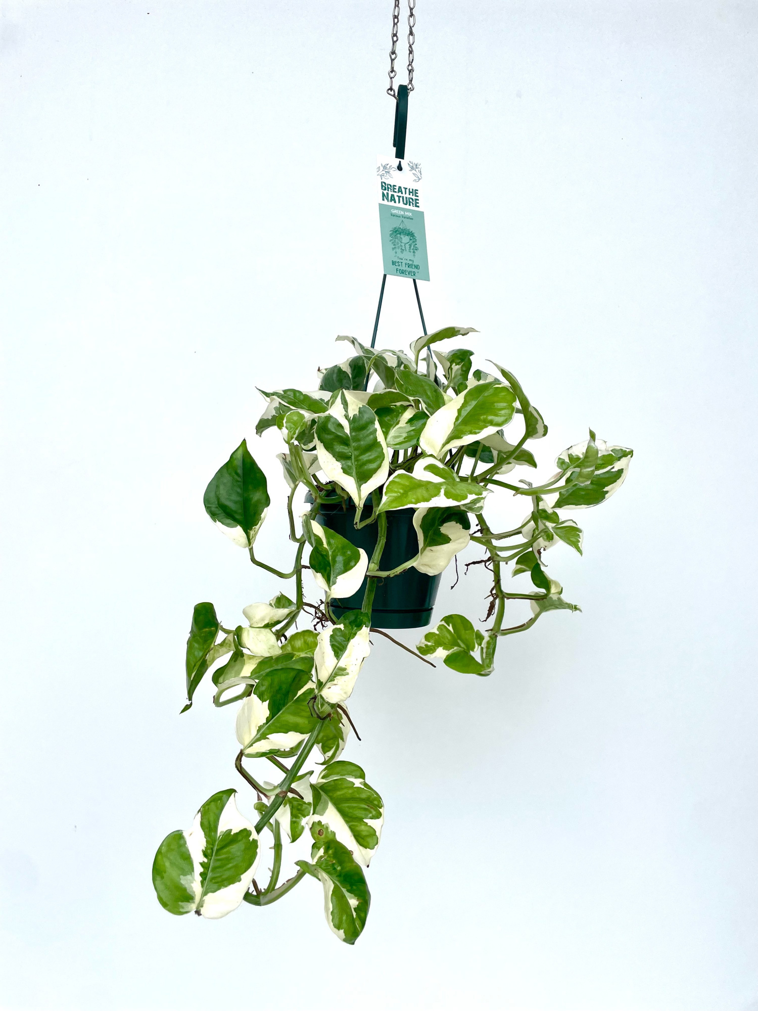 Epipremnum pinnatum N'Joy 14 cm, D 14