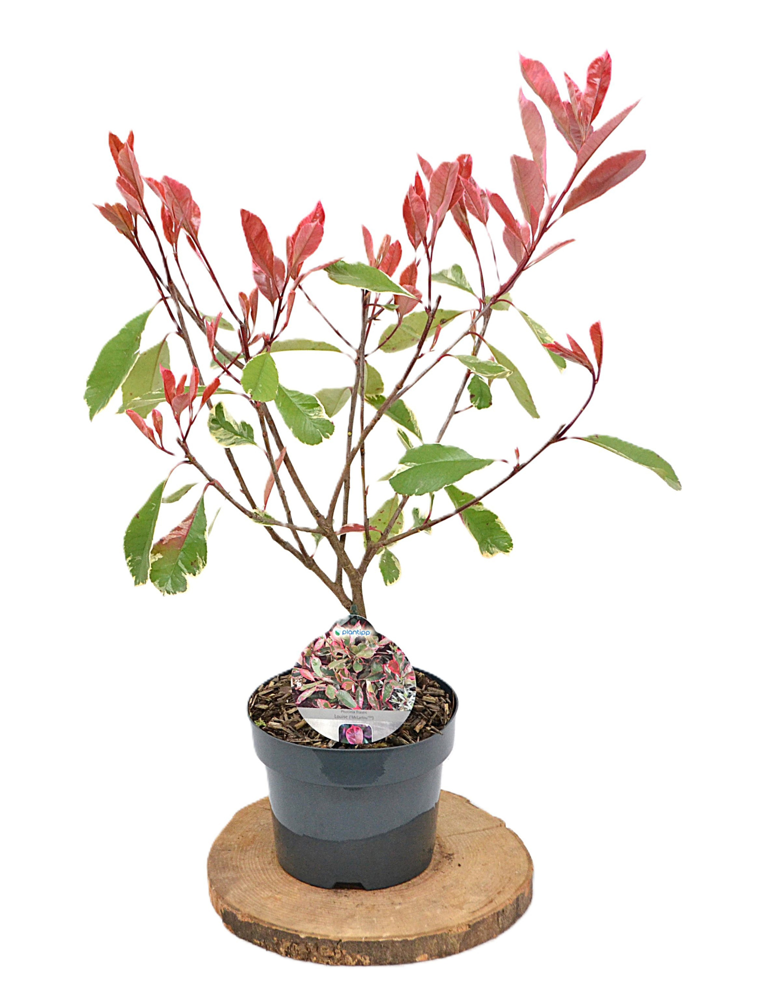 Photinia fraseri Louise C3, D 19