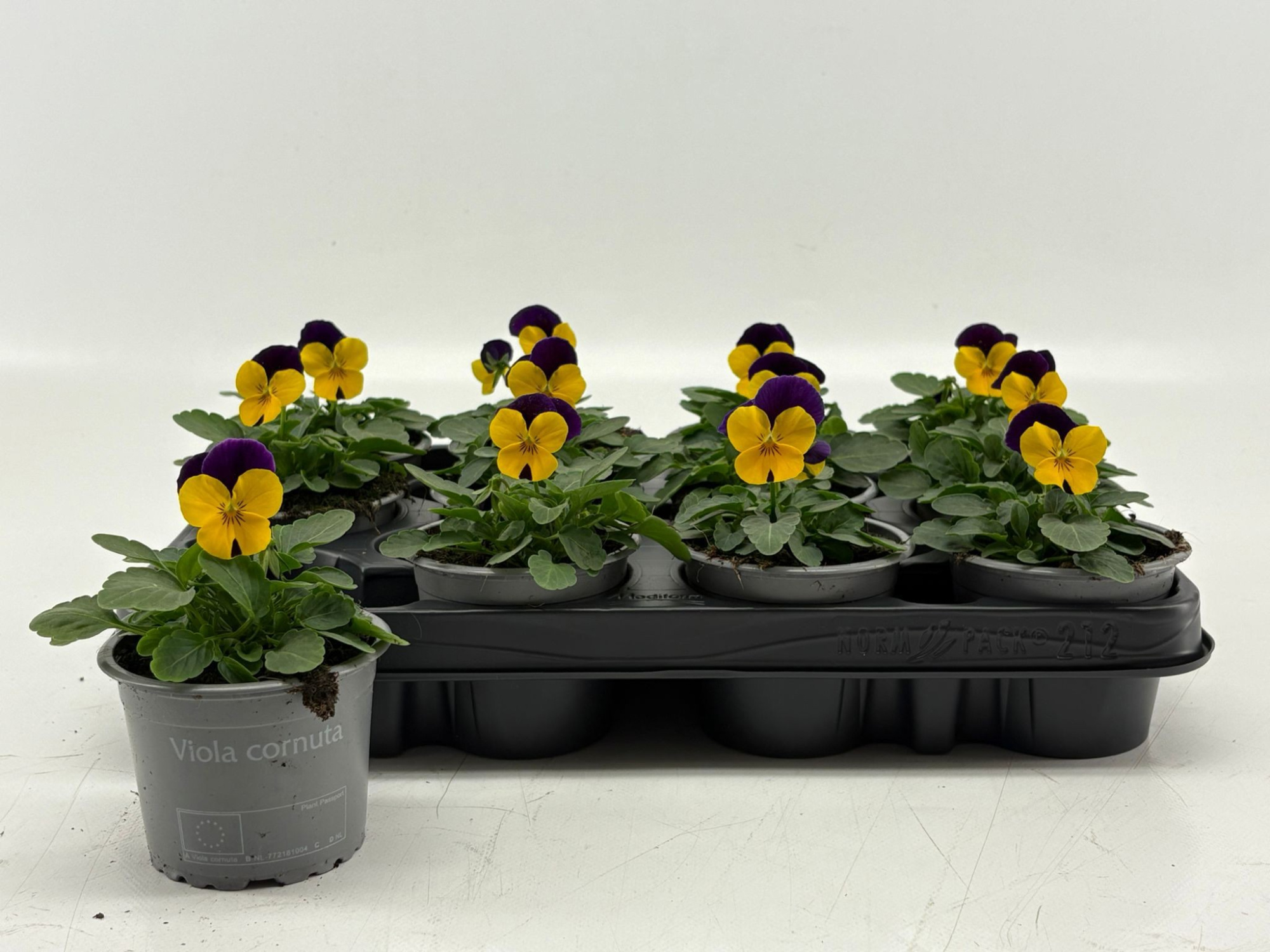 Viola Cornuta Yellow Purple-Wing, D 9