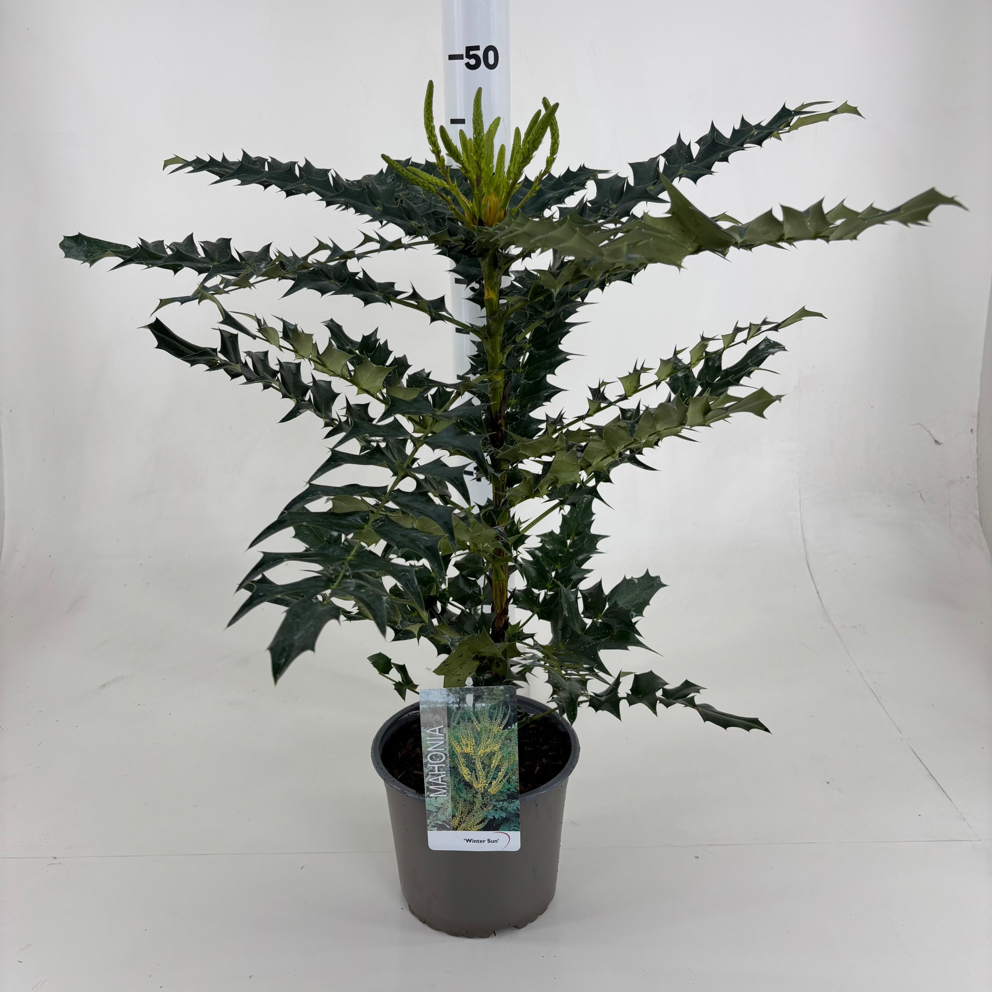 Mahonia 'Winter Sun', D 19 cm