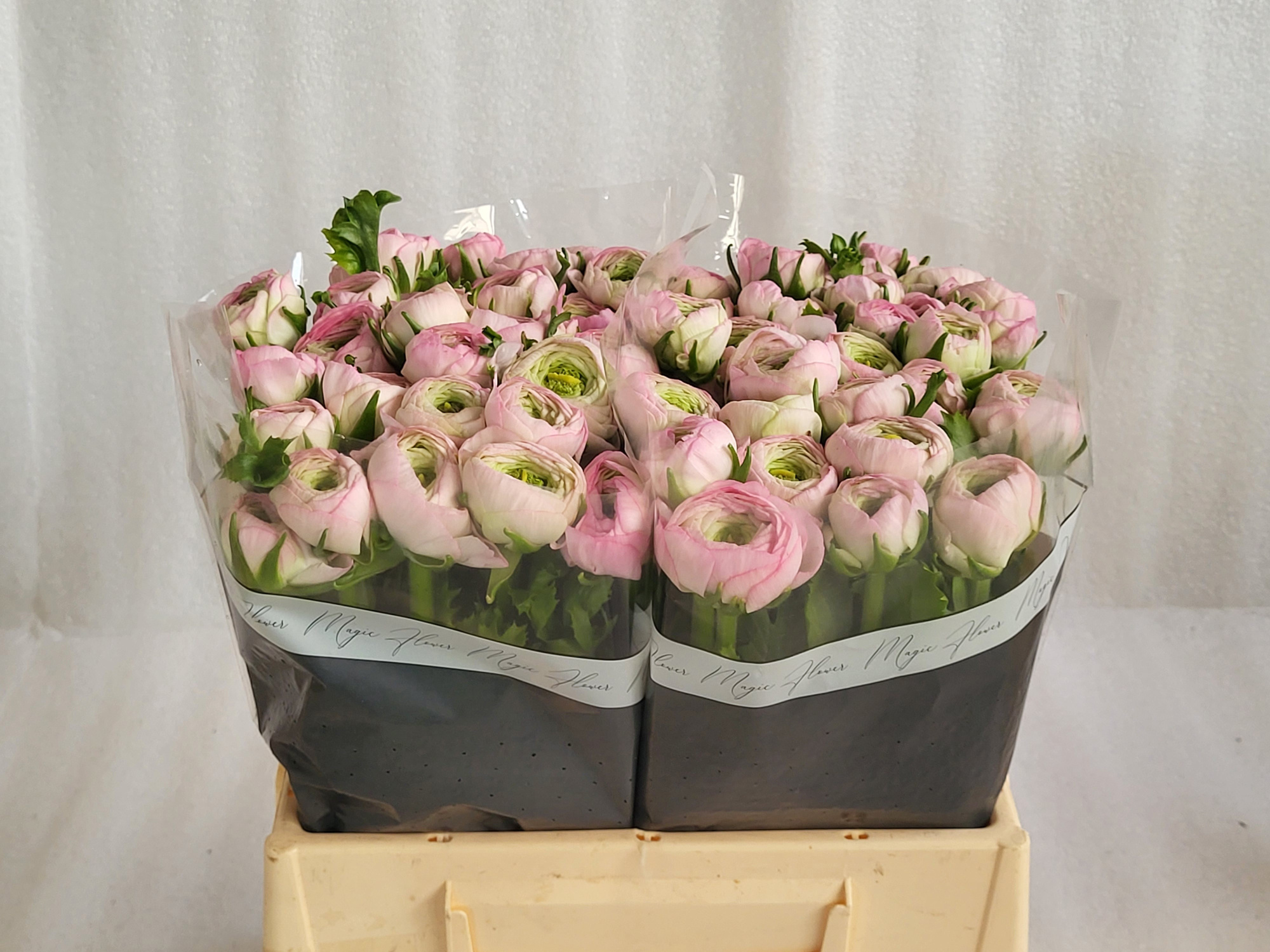 Ранункулус Саксесс Конфетто 35, шт.