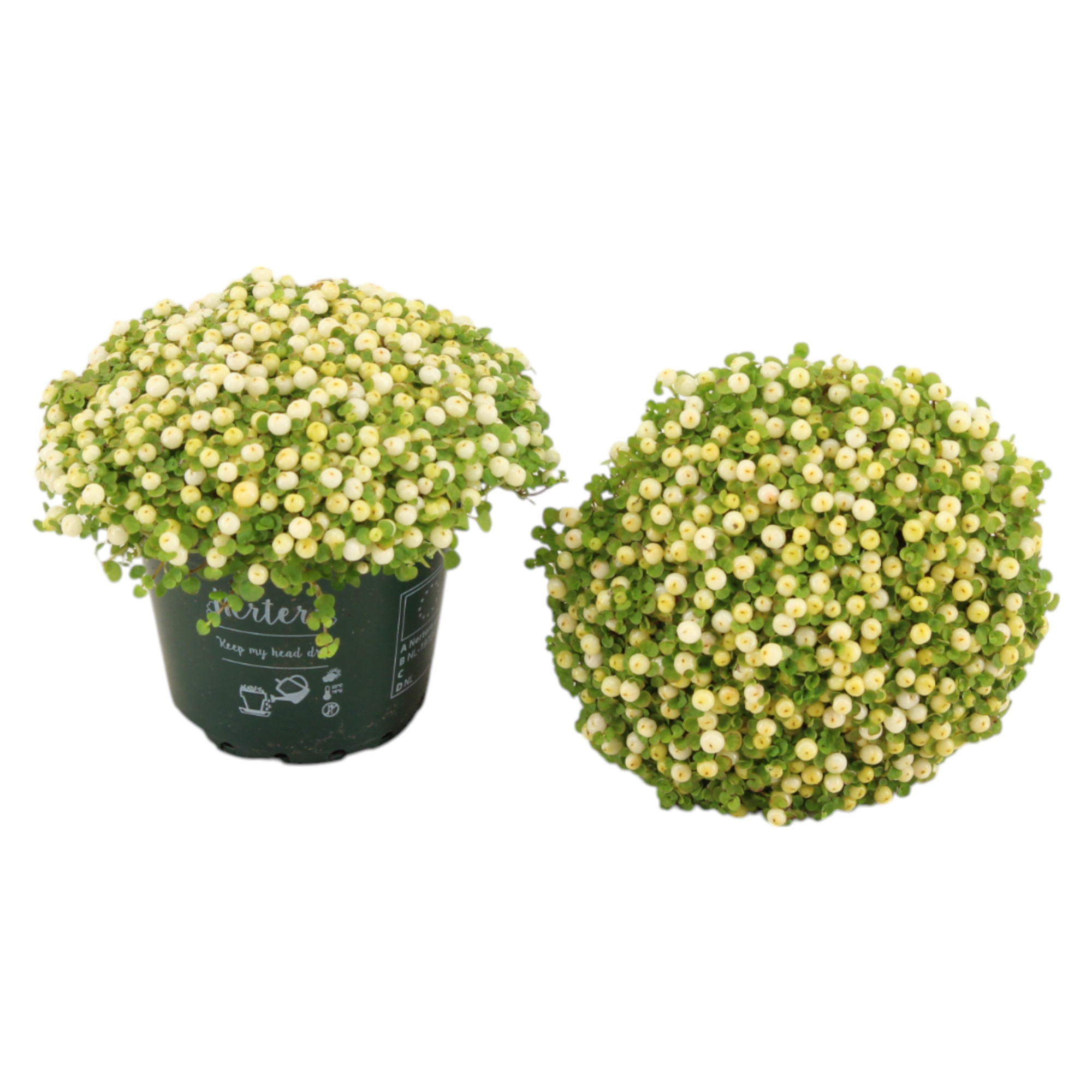 Nertera granadensis 'Marleen' p8, D 8