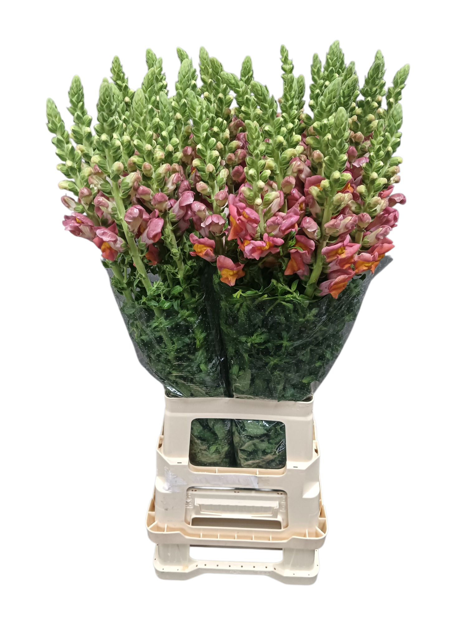 Антирринум Потомак Дарк Оранж, шт.