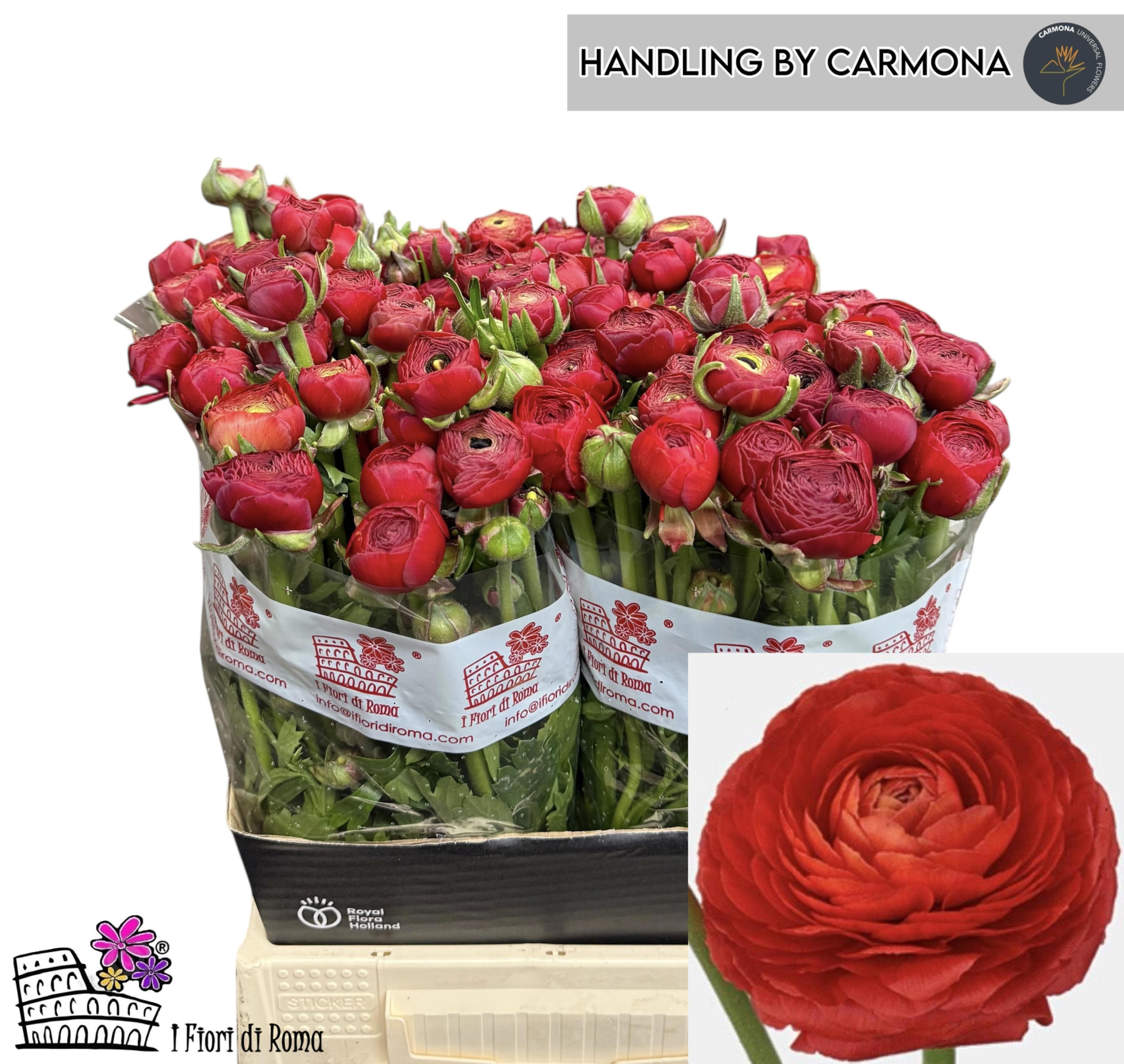 Ранункулус Дольче Вита Рэд 45, шт.