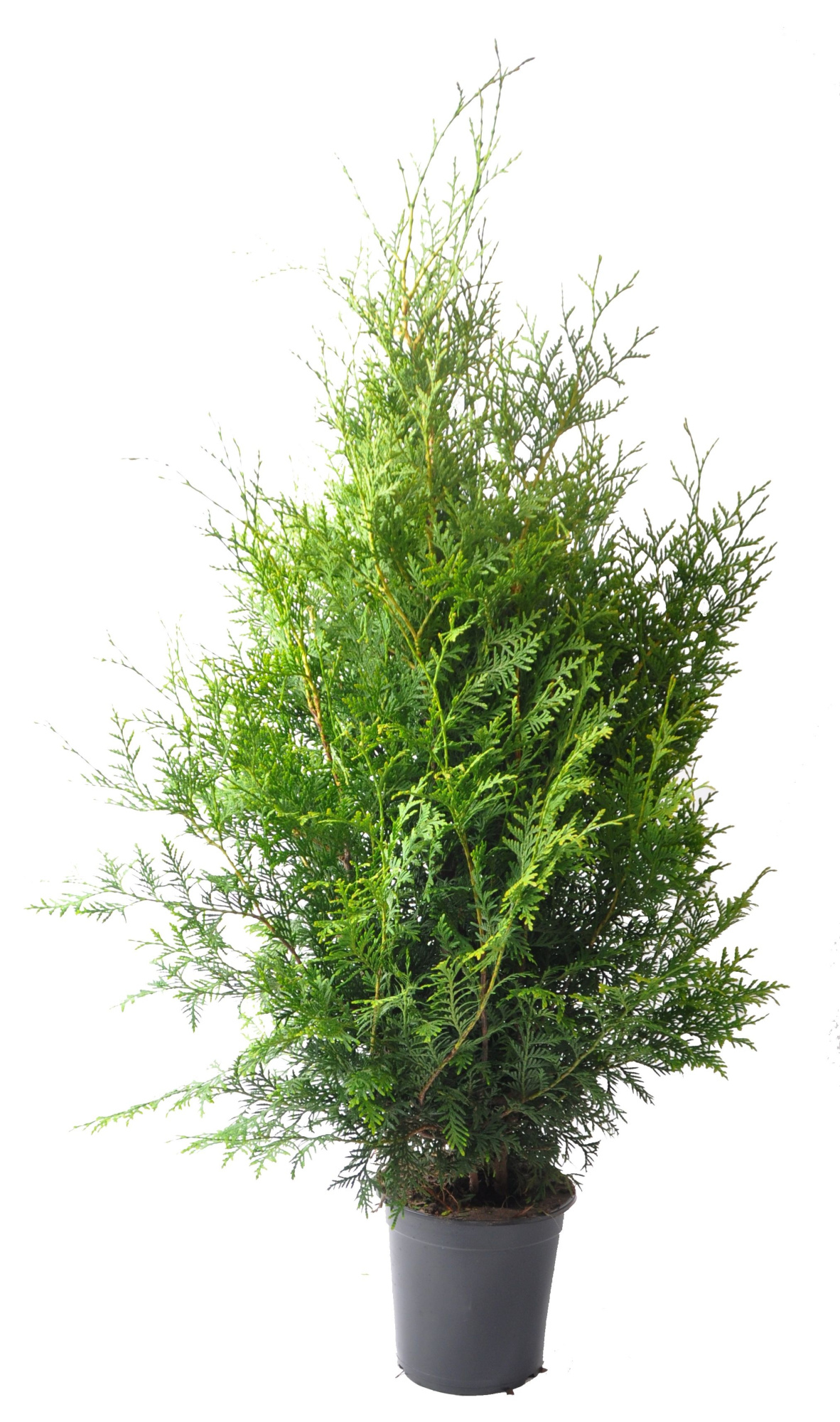 Thuja occ. Brabant, plantmaat 80-100 cm - Rondgestoken -, D 21 cm