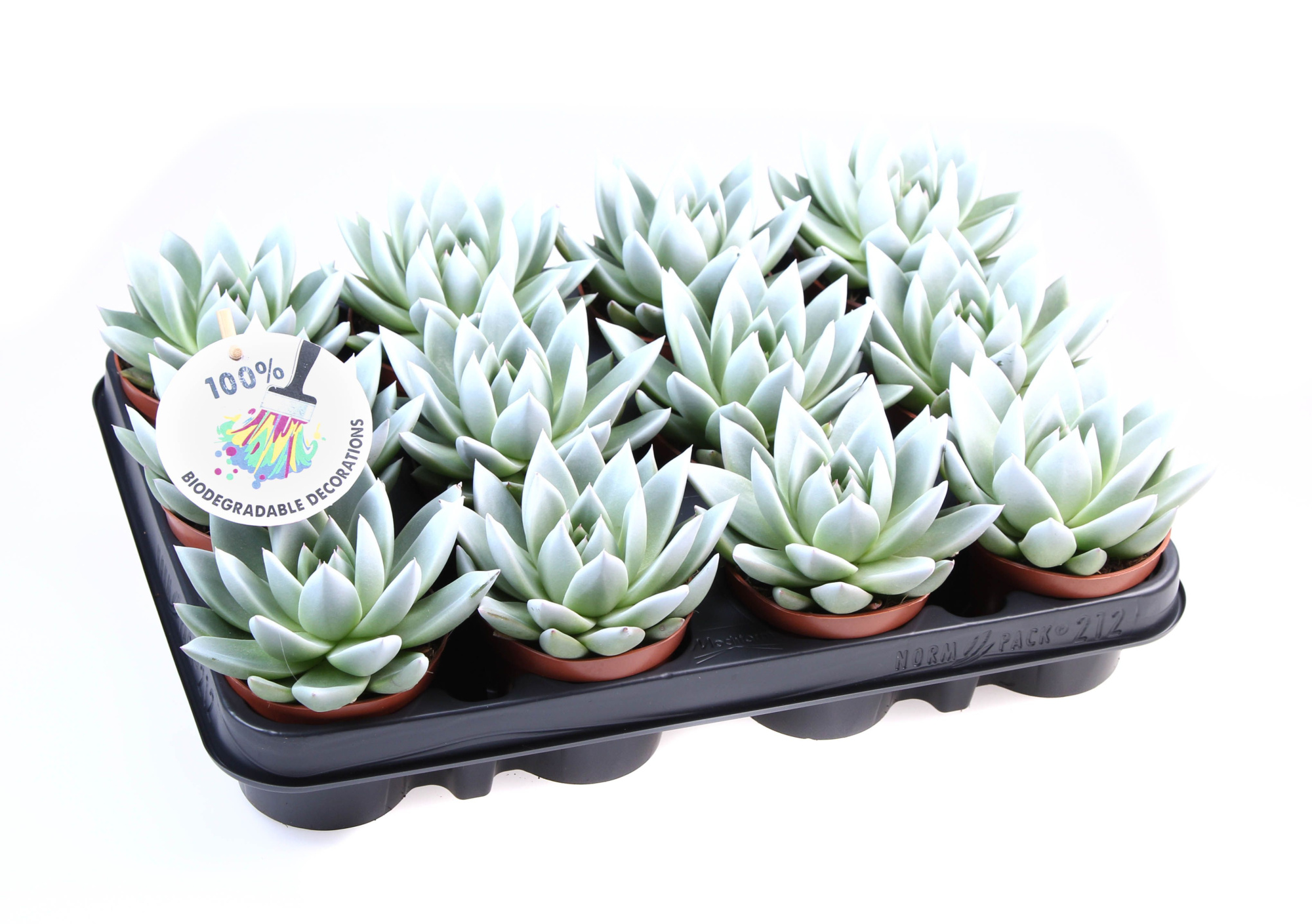 Miranda white tips, D 8,5 cm