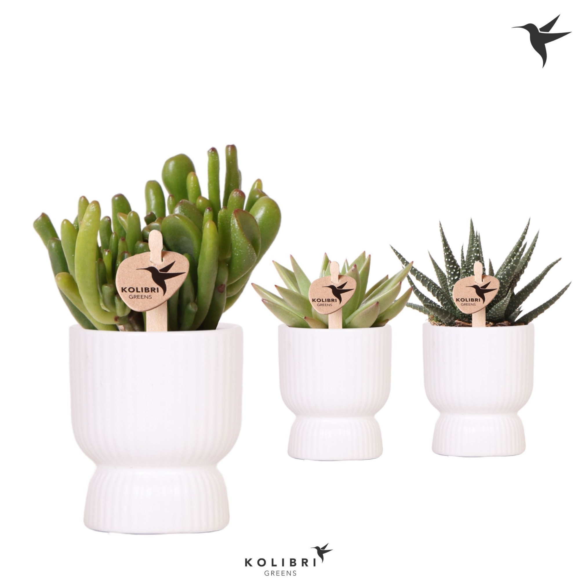 Kolibri Greens Succulenten mix in Diabolo pot white, D 6