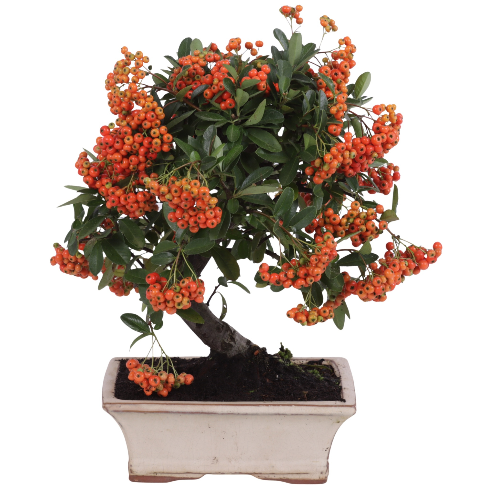 Bonsai Outdoor Deluxe Pyracantha coccinea ø20cm, D 20 cm