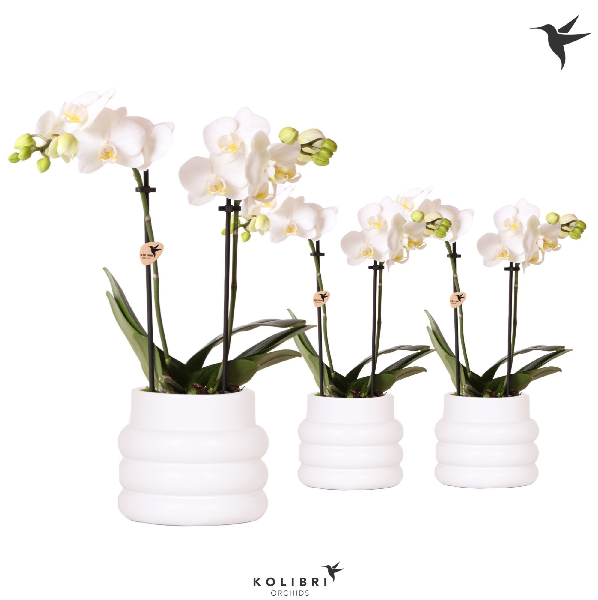 Kolibri Orchids Phalaenopsis white 2 spike in Bubble pot white, D 9