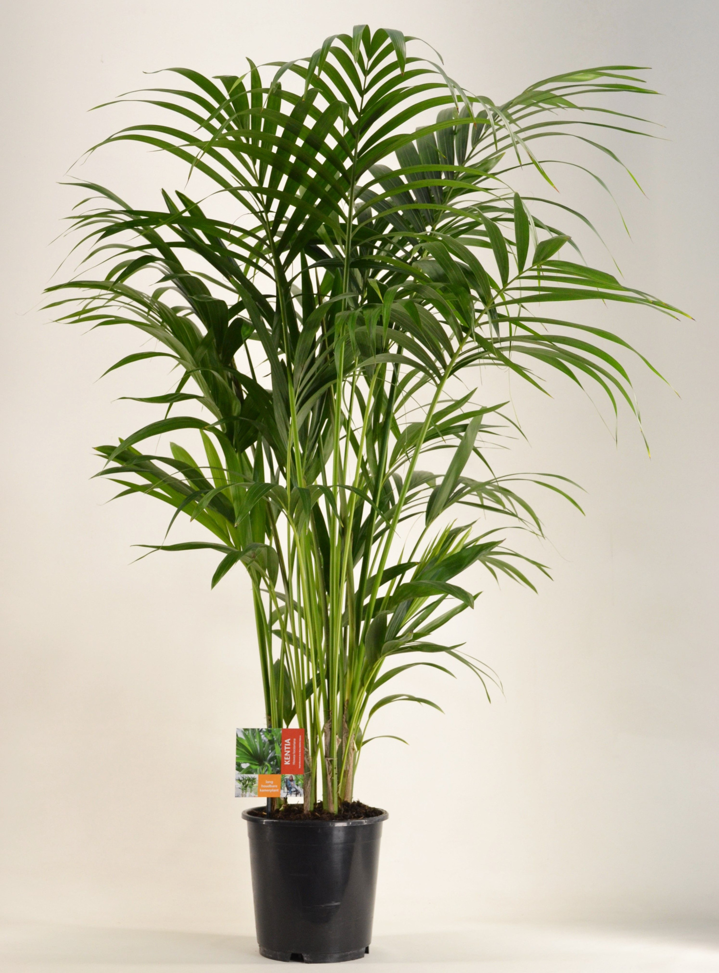 KENTIA - P24 H150 - 8PP (Howea forsteriana), D 24 cm