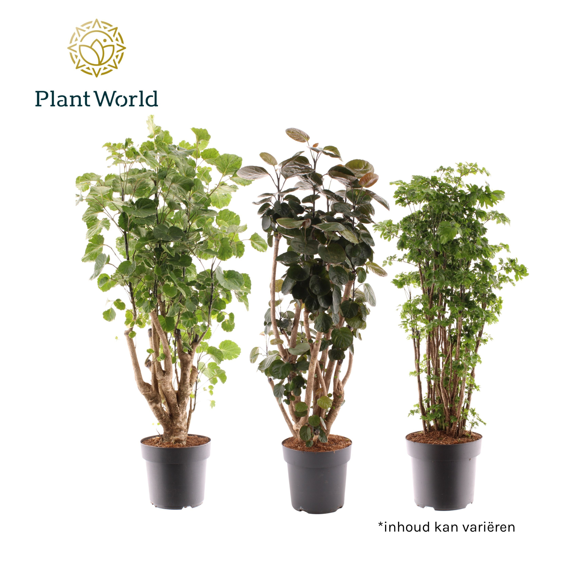 Polyscias 2-3 soorten gemengd, D 21 cm