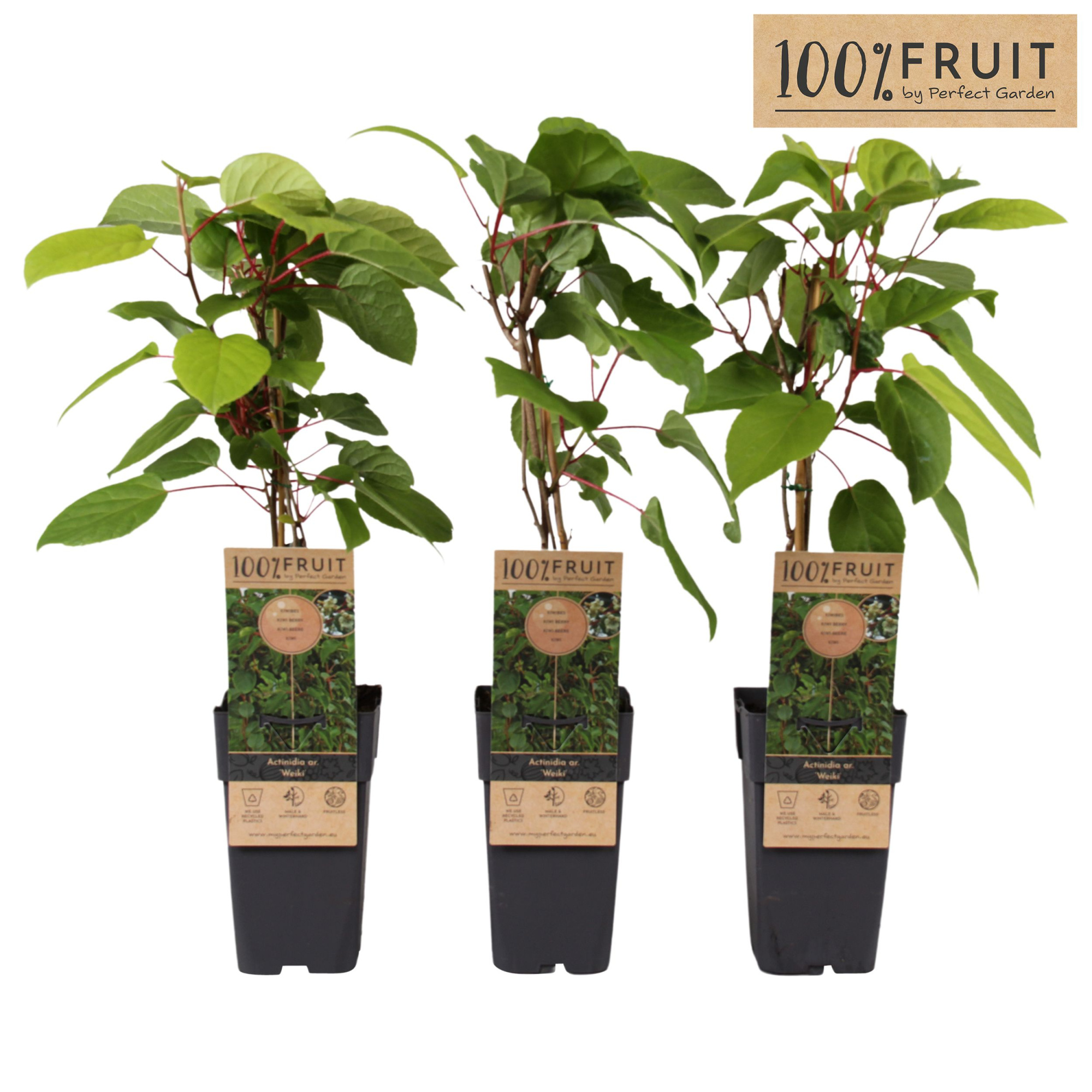 Actinidia arguta Weikii P15, D 15 cm