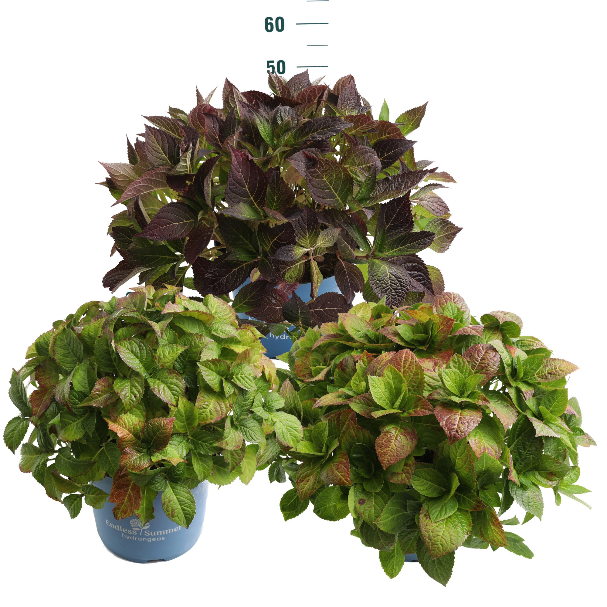 Hydrangea Endless Summer 'Mooiste Mix' - P30, D 30 cm