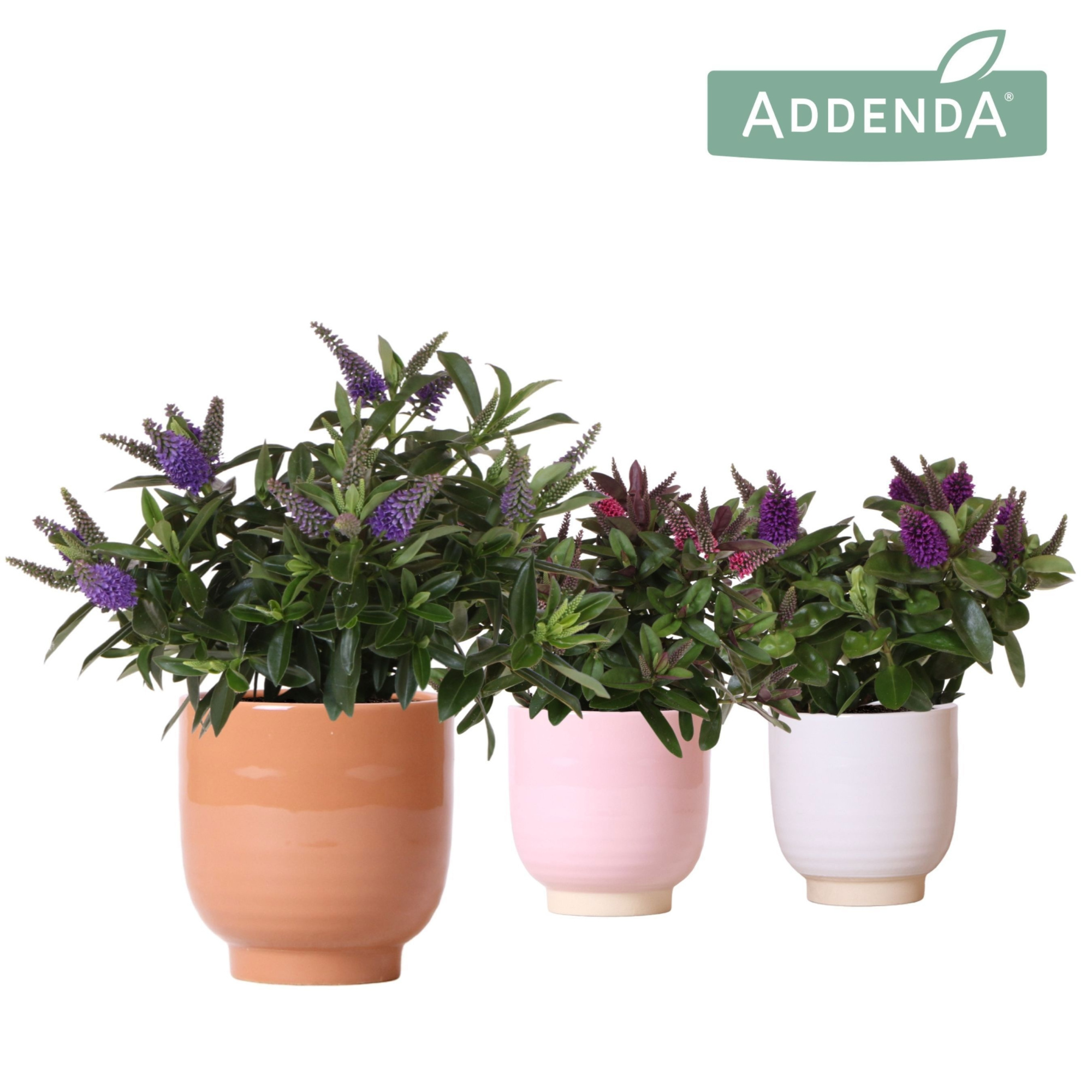 Hebe Addenda Donna mix in Glazed pot mix, D 12