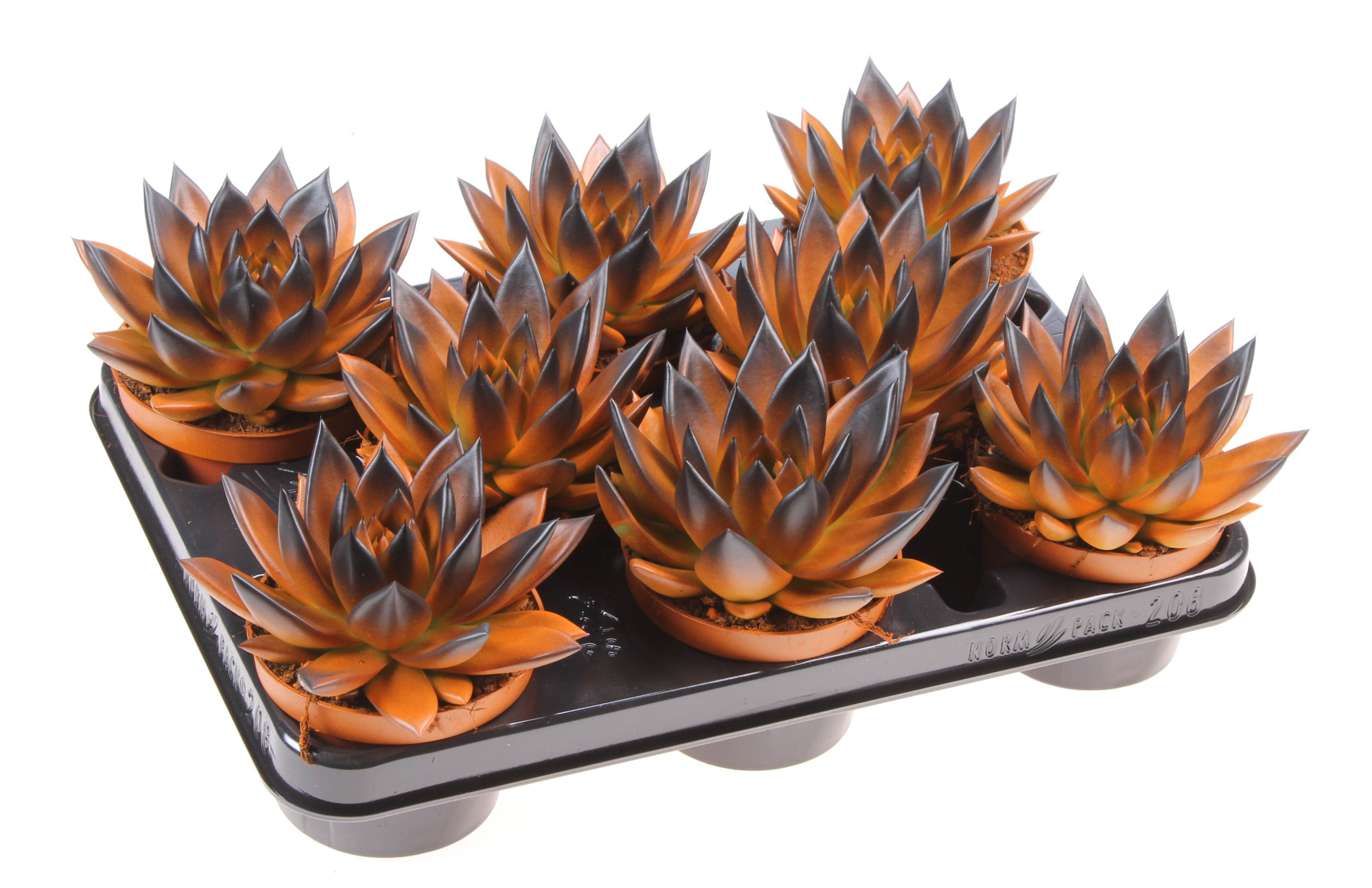 Halloween bicolor orange + black point, D 10,5