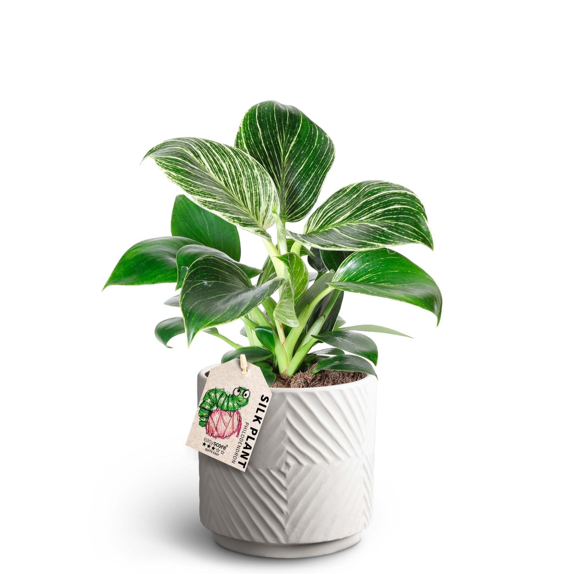 Dune Sand, Philodendron ´White measure´, D 12 cm