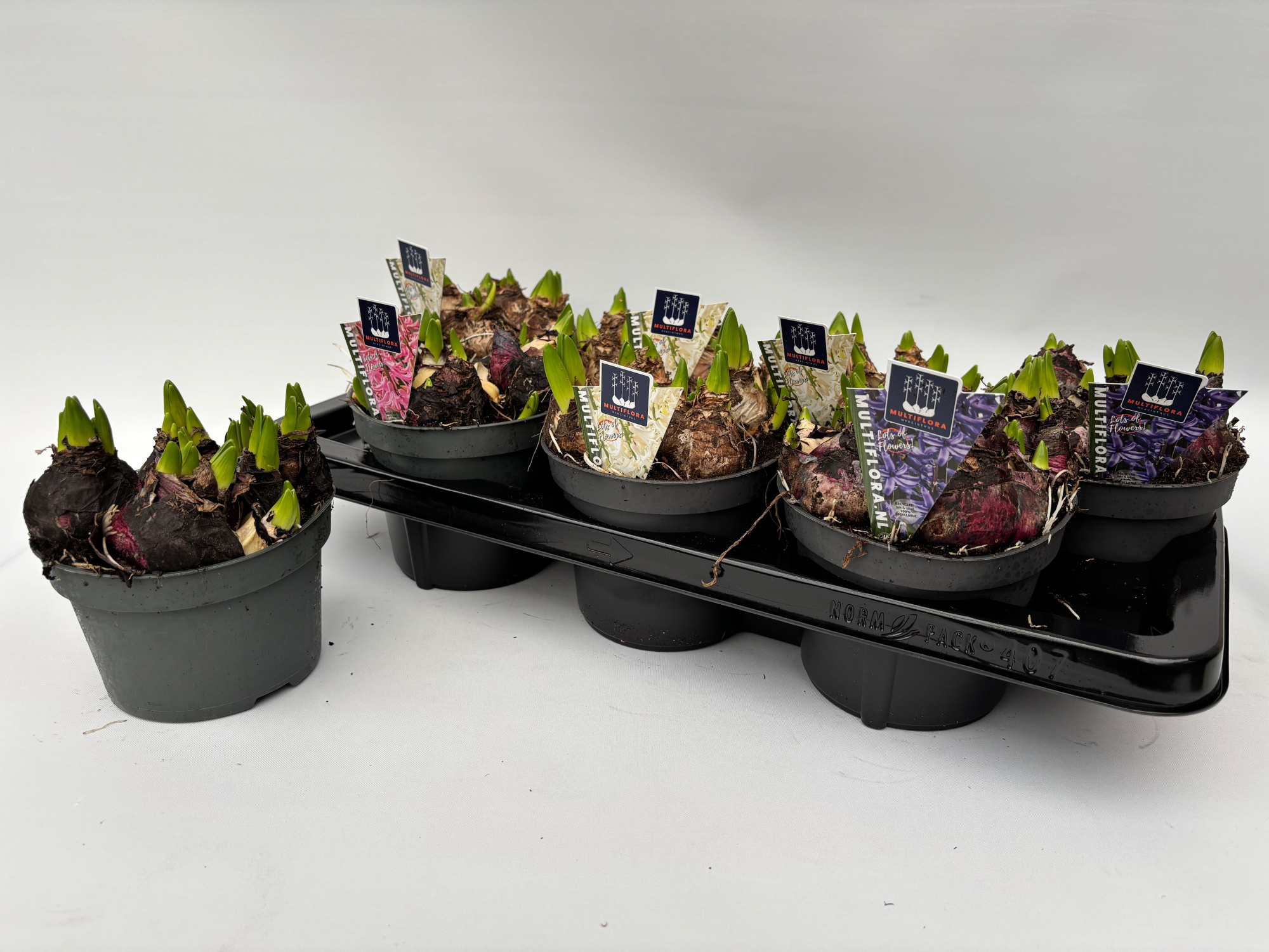 14 cm 3 kl GEMENGD Hyacint Multiflora, D 14