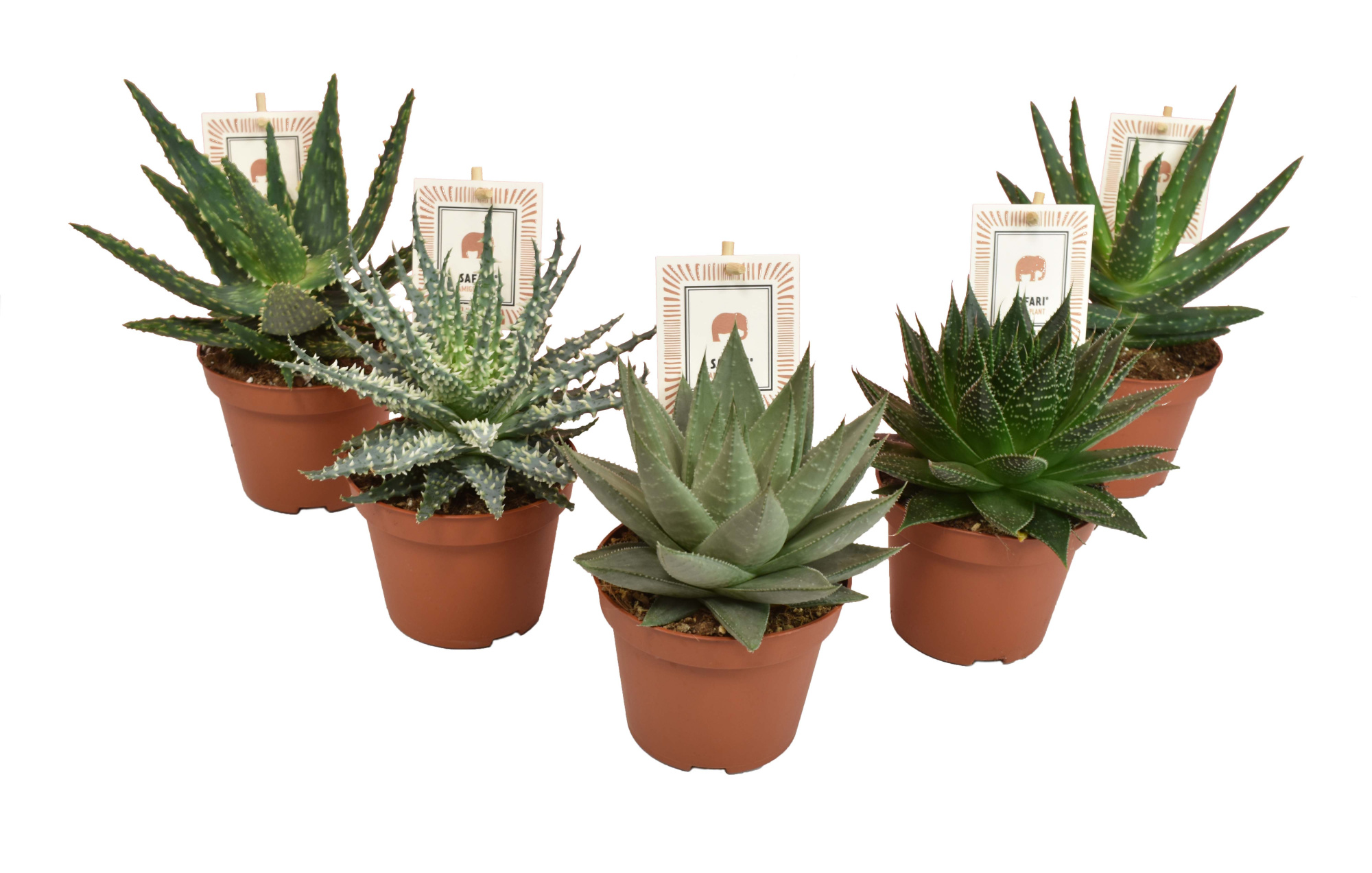 Aloe SAFARI® mix, D 10,5 cm
