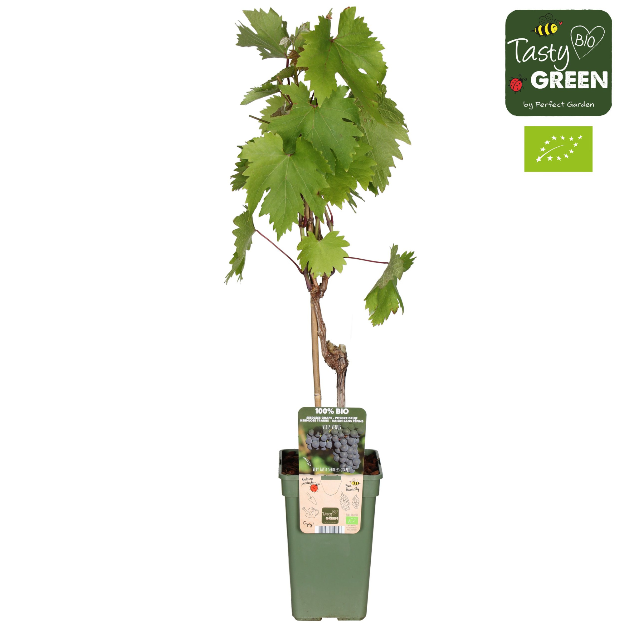 Vitis Venus (geënt) Bio P19, D 19 cm