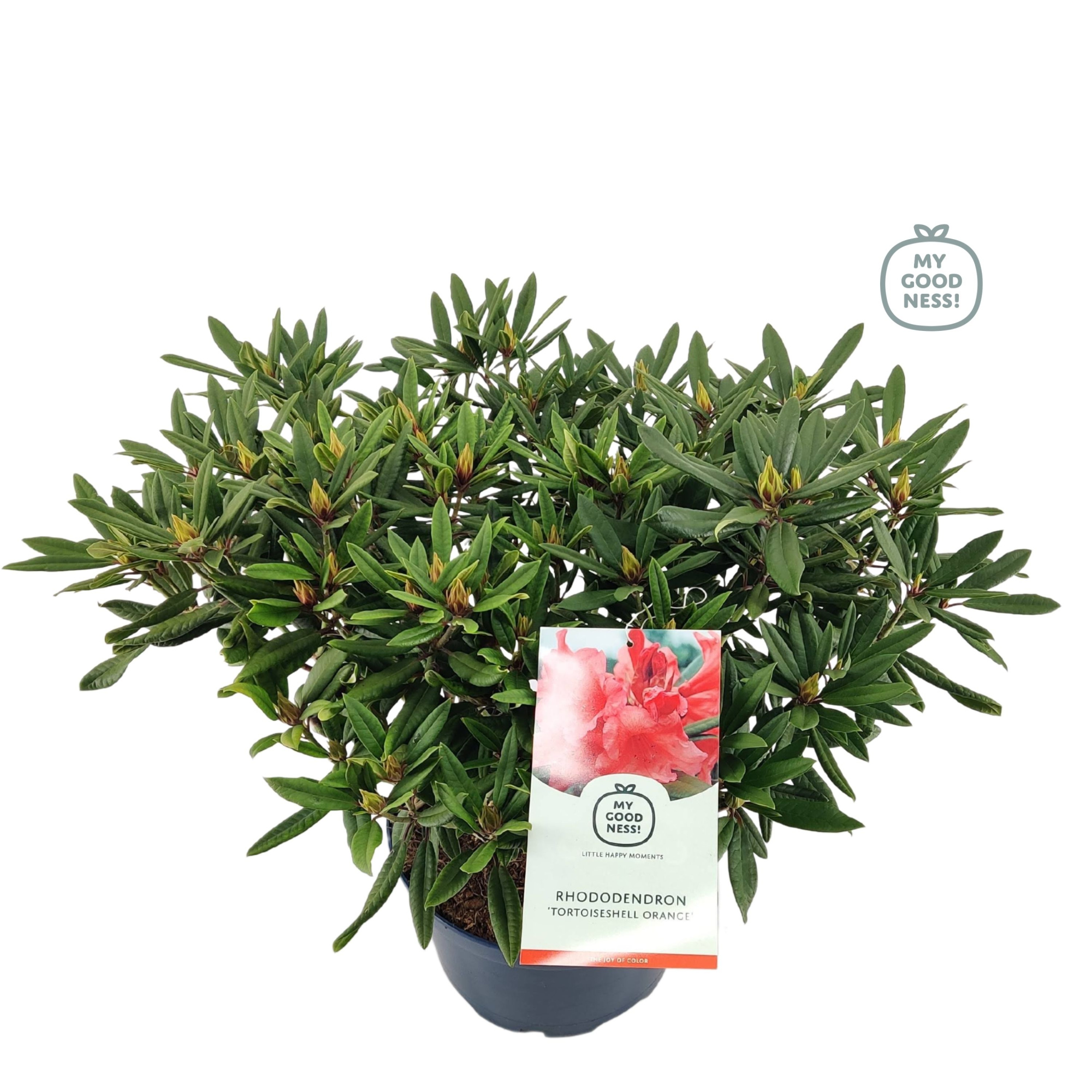 Rhododendron 100cm /25 liter 'Tortoiseshell Orange', D 38 cm