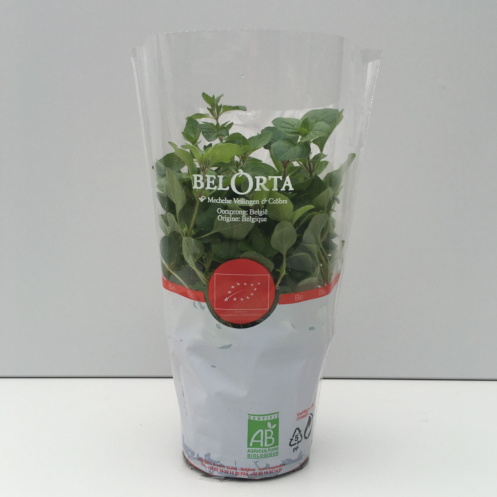 Oregano P12, D 12 cm