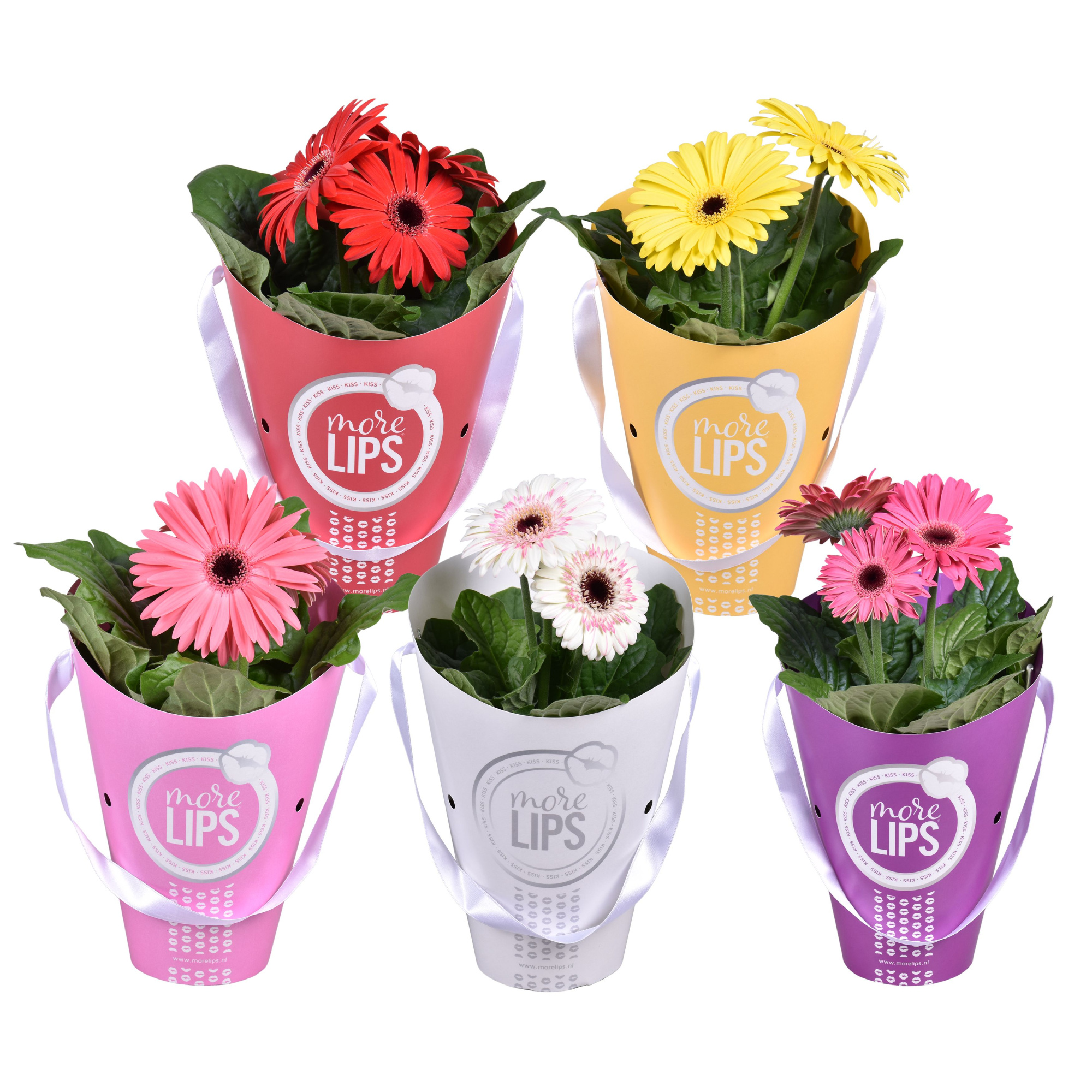 MoreLIPS Gerbera 2+ bl 12cm in tas, D 12 cm