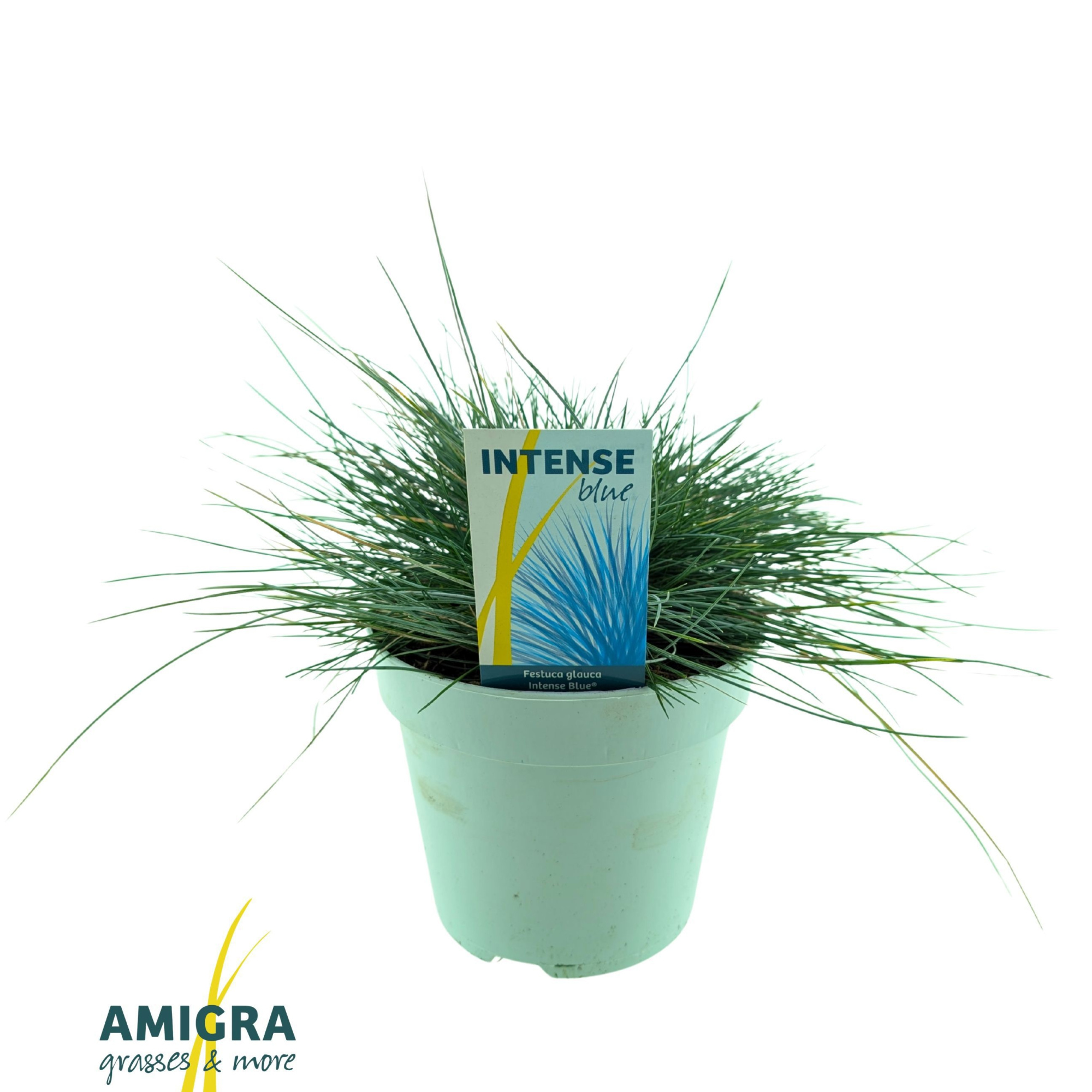 Festuca glauca Intense Blue®, D 17