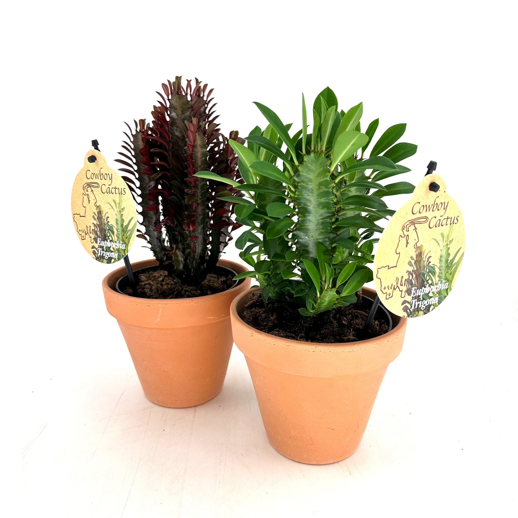 Euphorbia Trigona Mix "bushy", Red & Green w/claypot, D 13 cm