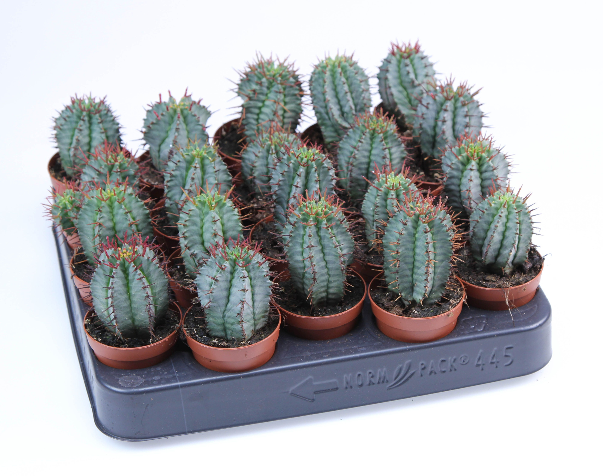 Euphorbia Horrida Striata E, D 5,5 cm