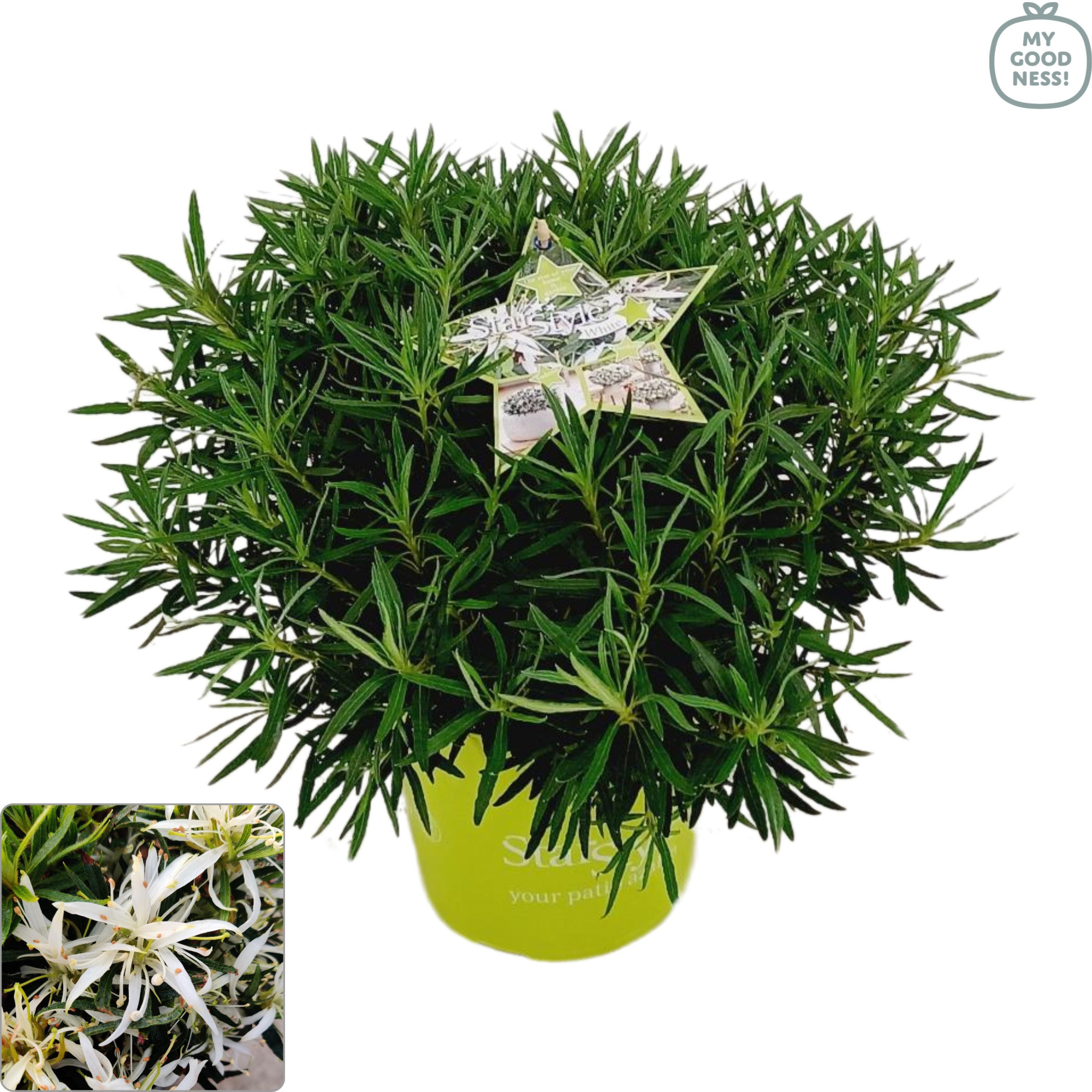 Azalea 35-45 /P19 'Star Style® White', D 19 cm