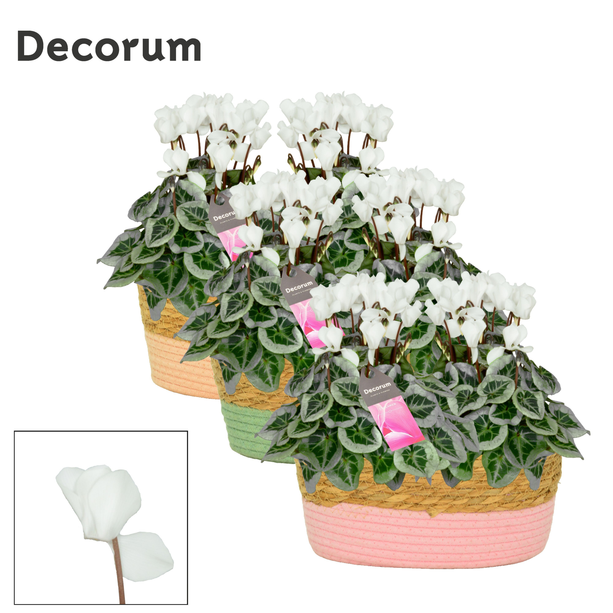 Cyclamen SS Picasso Wit Fieldbasket Decorum, D 27 cm