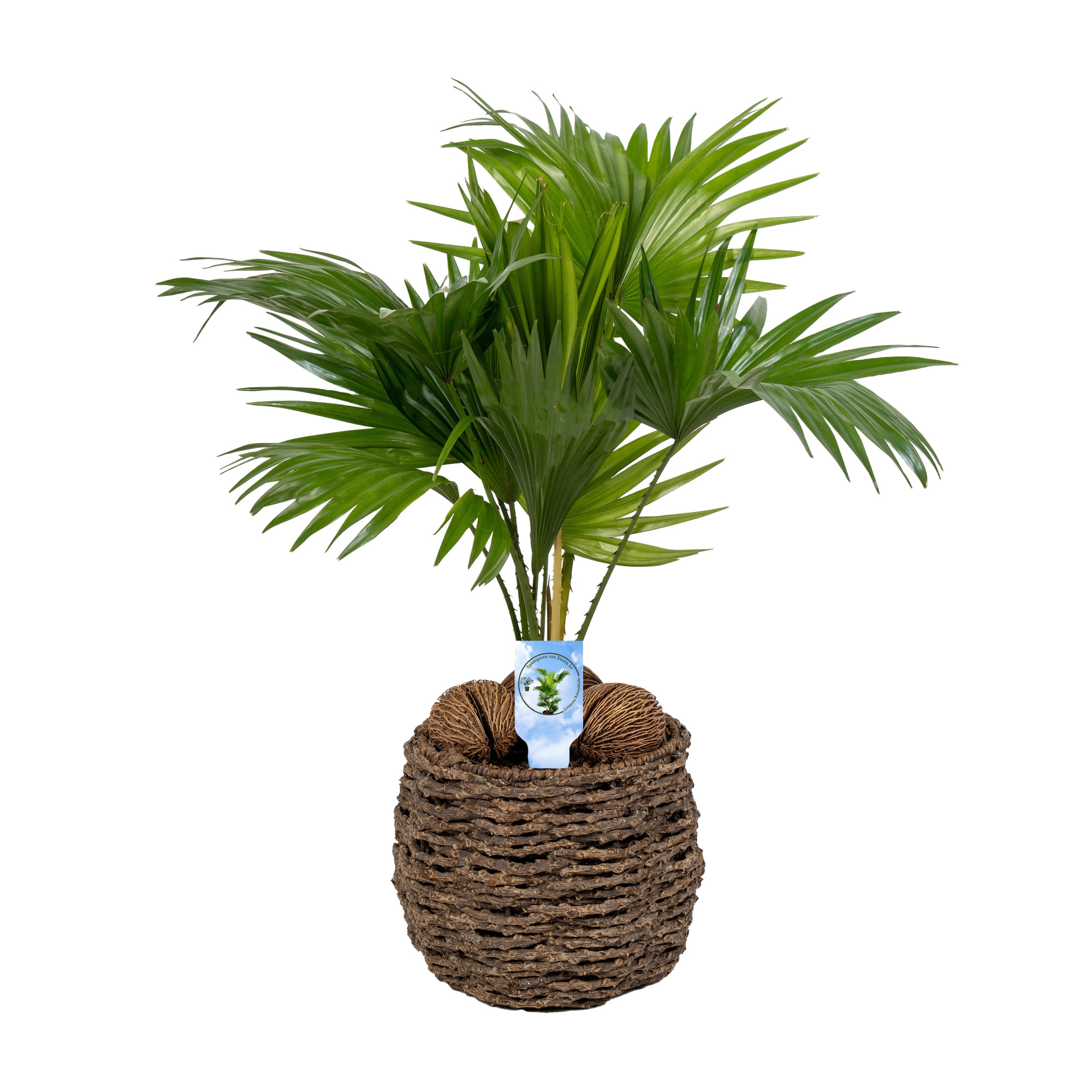 Livistona in gevlochten caryota pot ASP Lucht Zuiverend, D 19