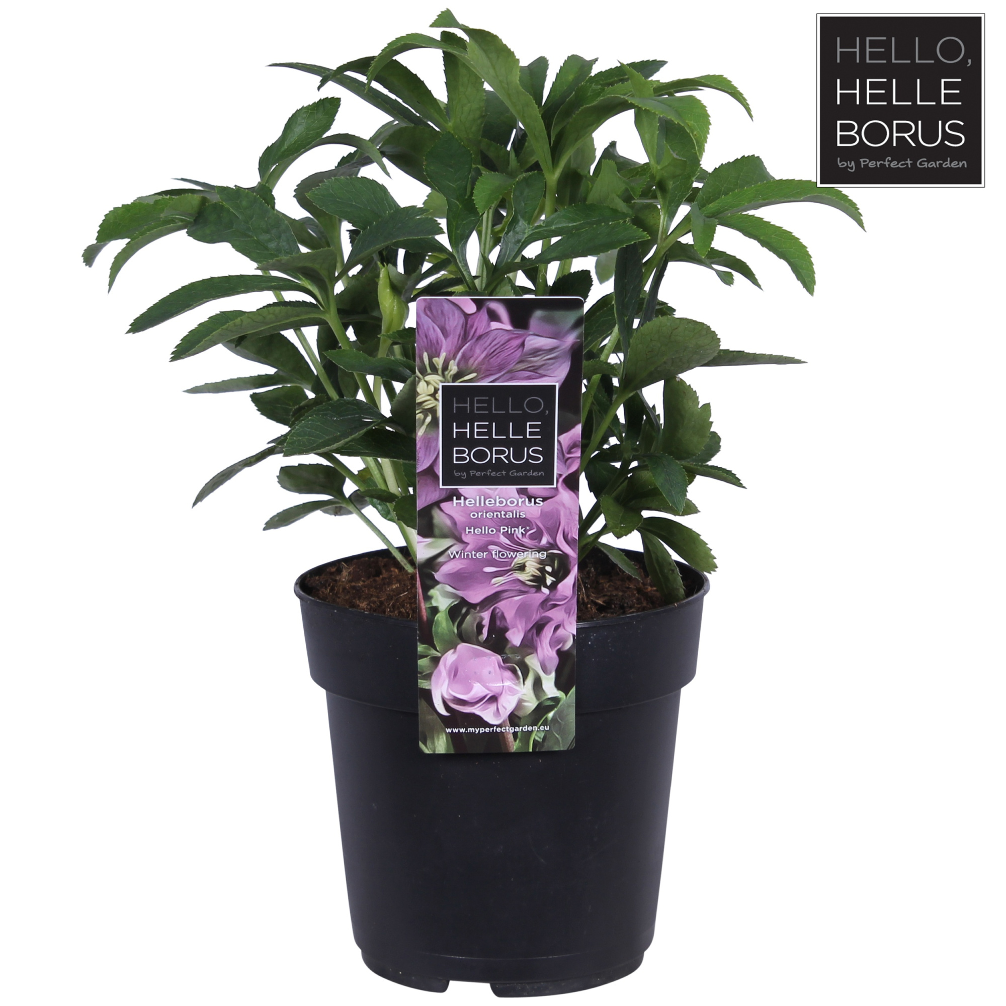 Helleborus orientalis 'Hello Pink' P12, D 12 cm