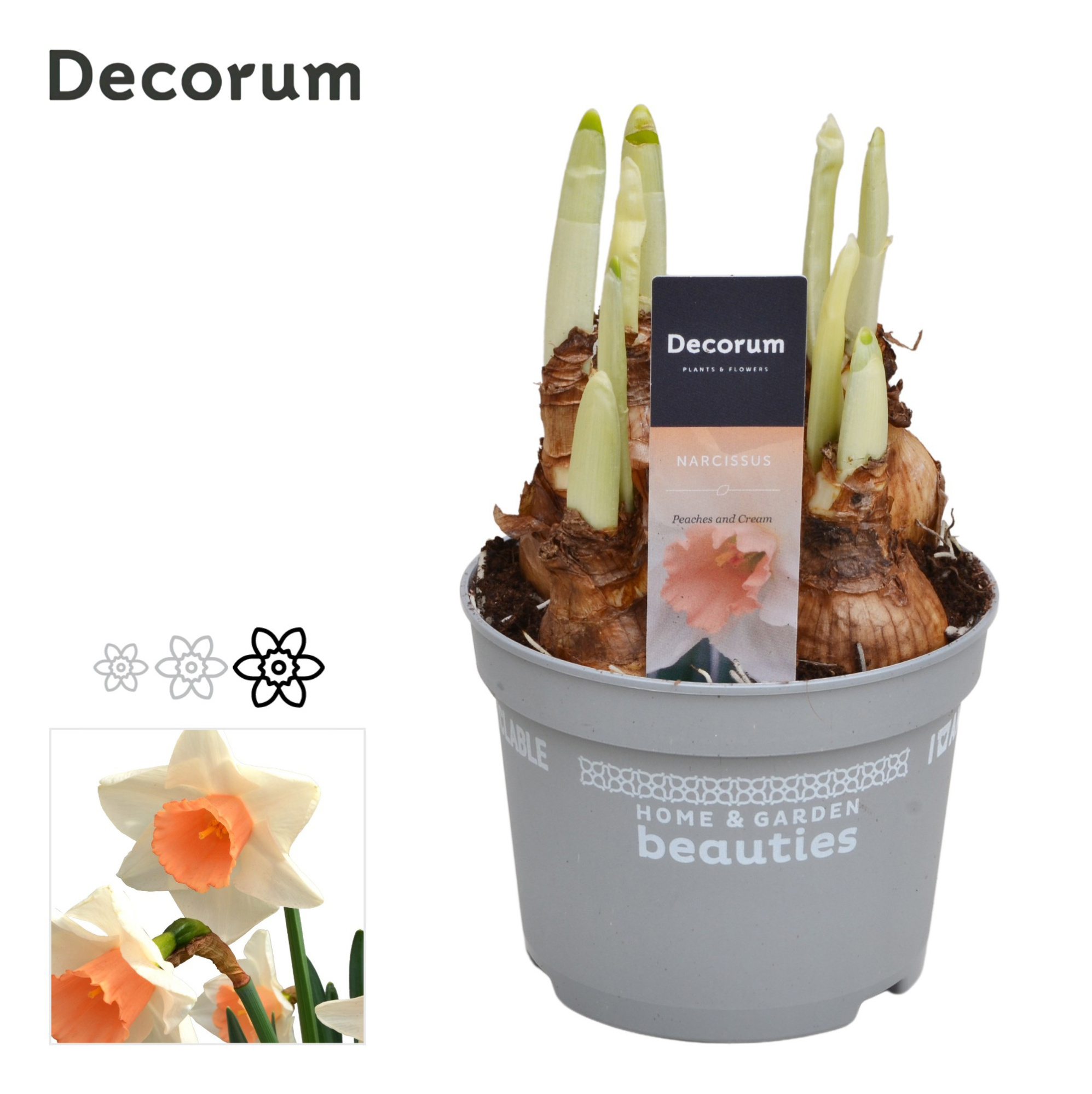 Narcis Peaches and Cream, D 12