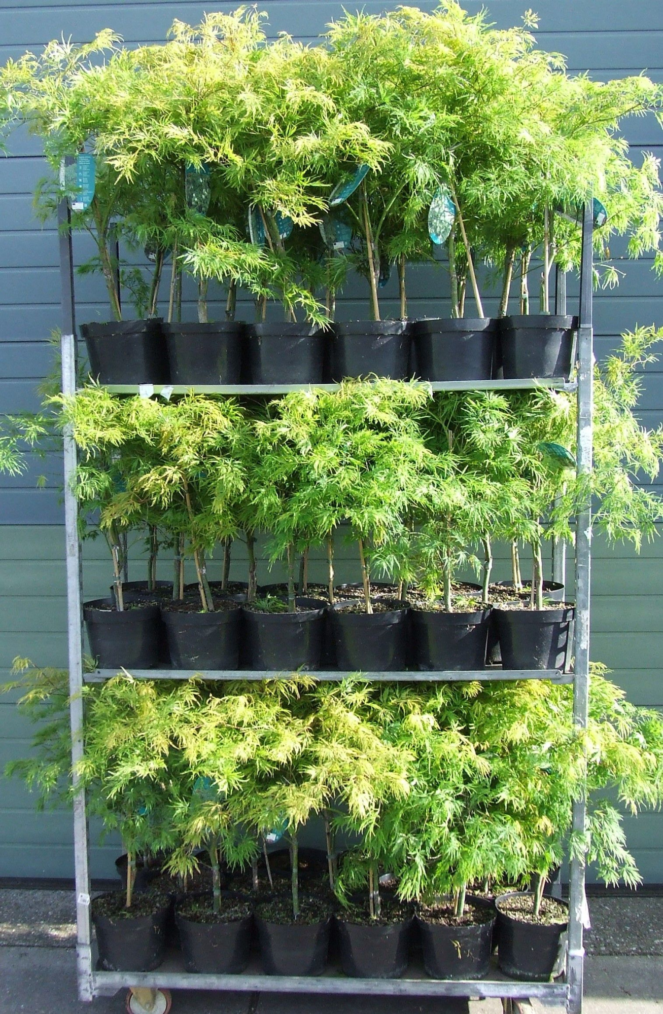 Acer palmatum 'Dissectum' P23 Full CC, D 23 cm