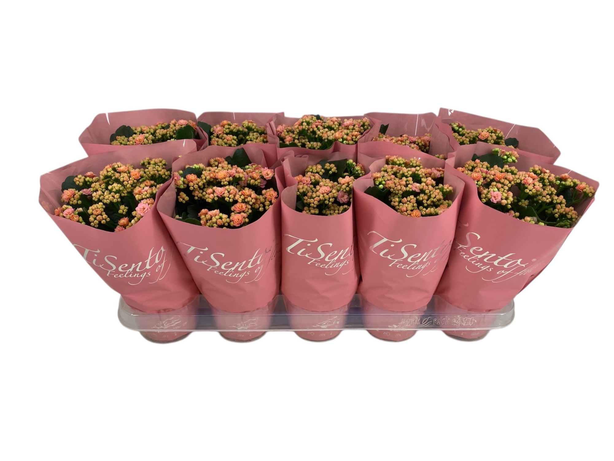 Calandiva 12 cm Roze in Zalm hoes, D 12