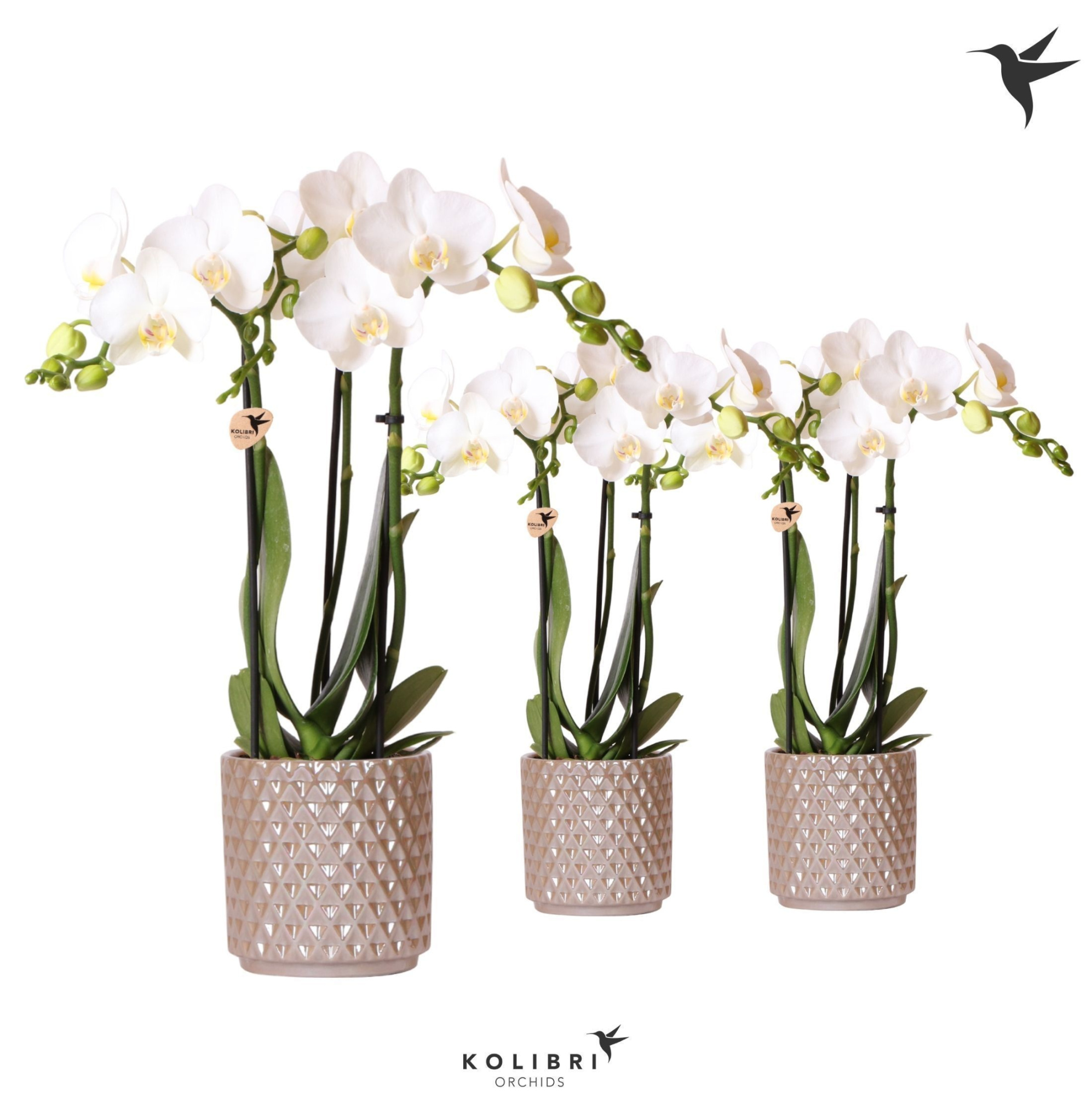 Kolibri Orchids Phalaenopsis white 3 spike in Diamond Pearl sand, D 9 cm