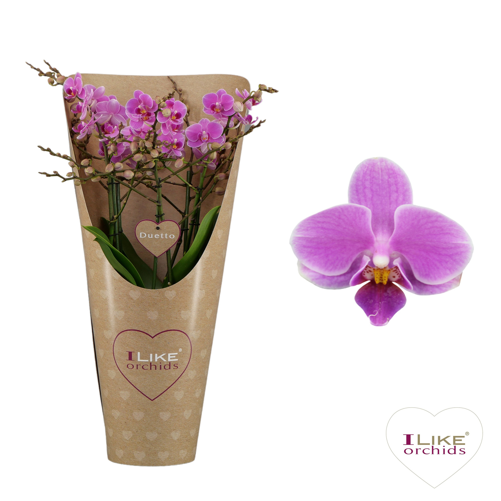 Duetto Multi - Friday Flirt 60+ in draagcover, D 17 cm