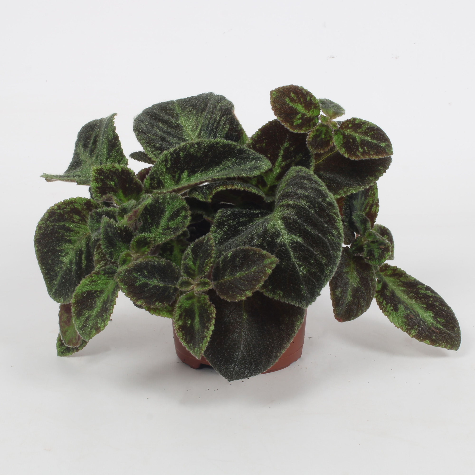 Episcia Black Velvet 12CM, D 12 cm