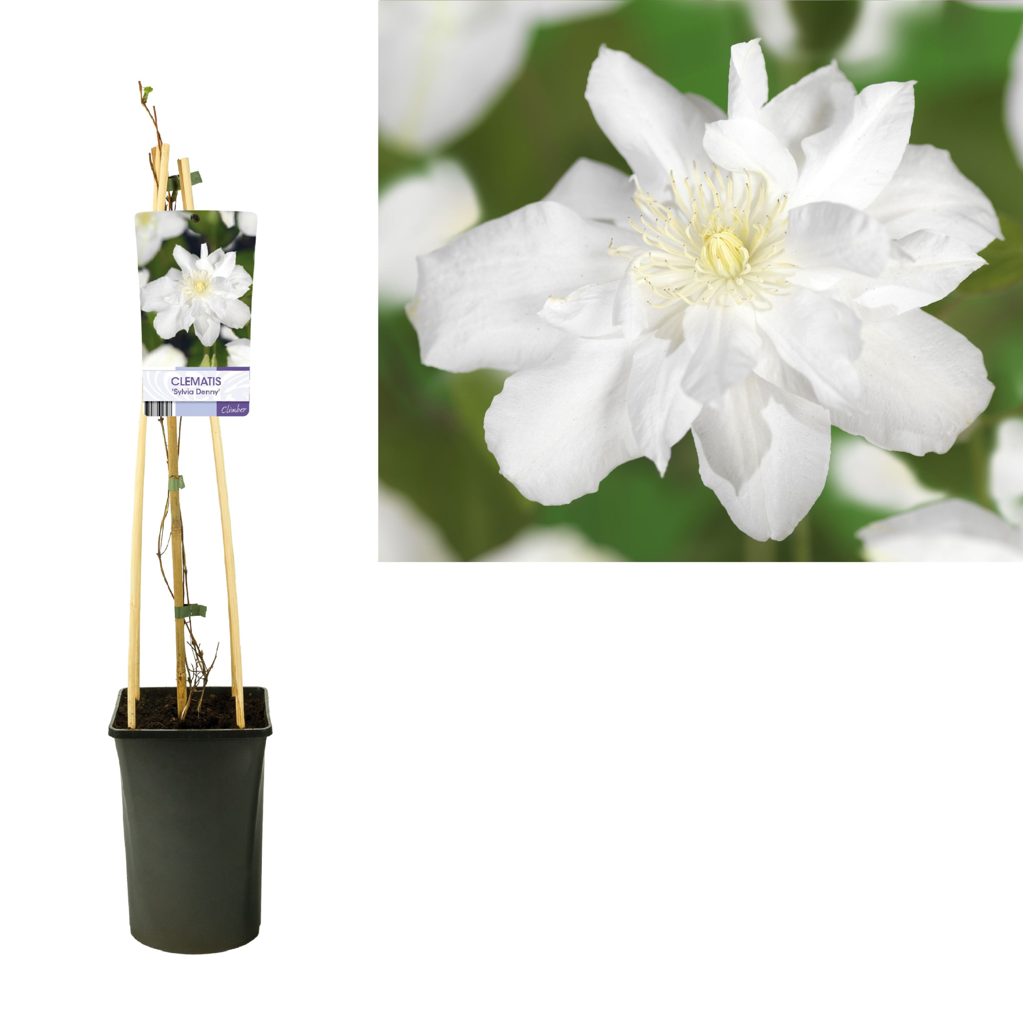 Clematis 'Sylvia Denny' +light label, D 17
