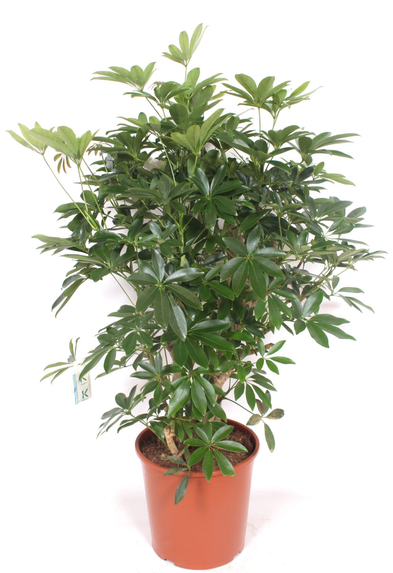 Schefflera arboricola 'Compacta', D 30 cm